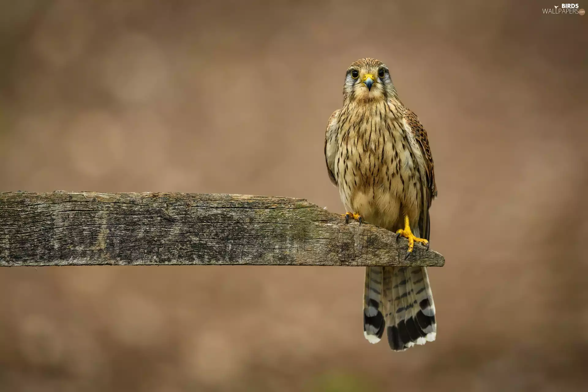 board, Bird, kestrel