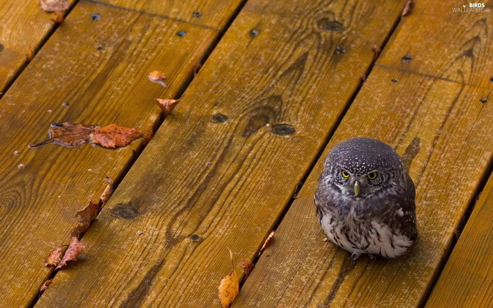 boarding, small, owl