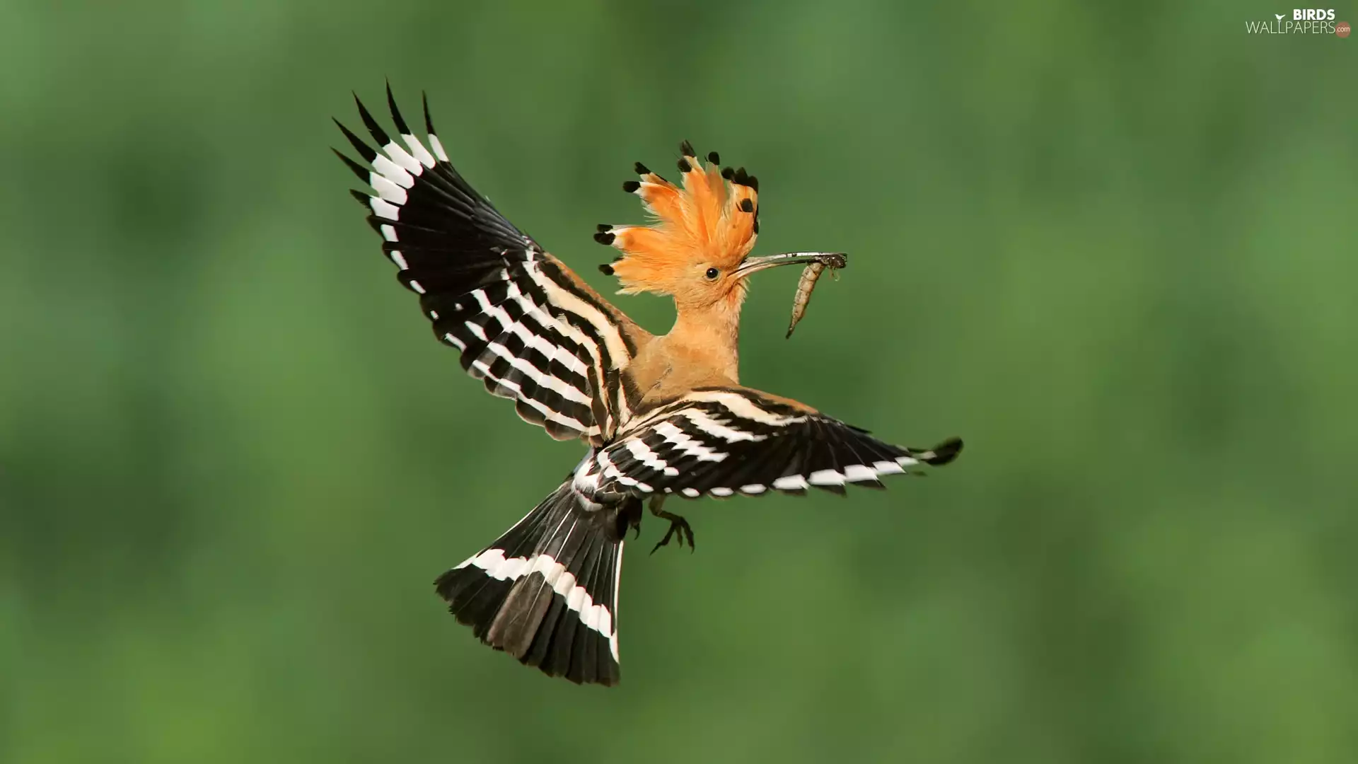 Bird, wings, food, booby