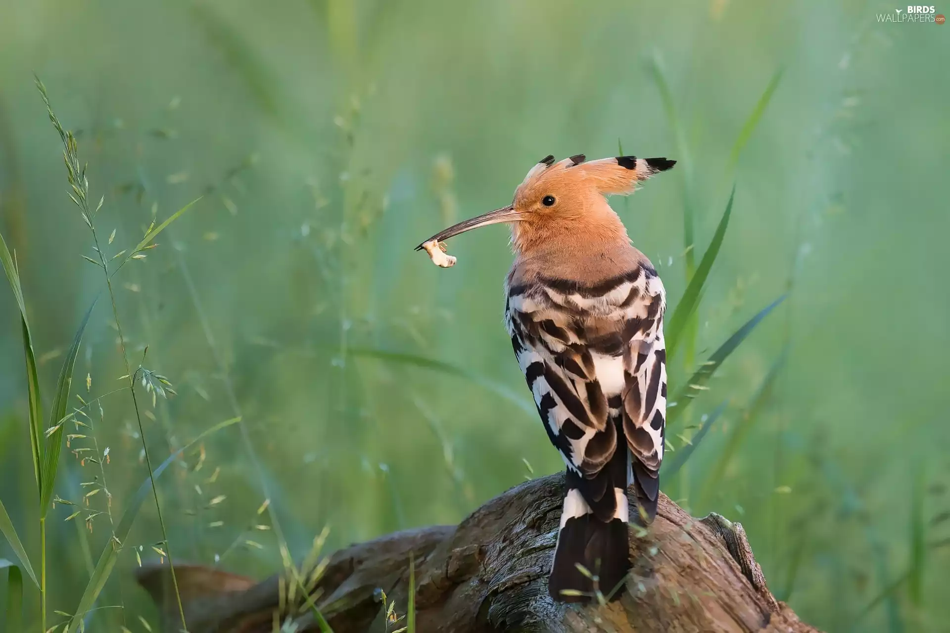 Bird, grass, trophy, booby