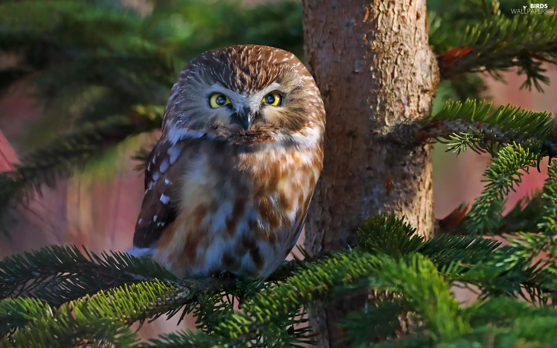 Bird, Boreal Owl, Twigs, owl