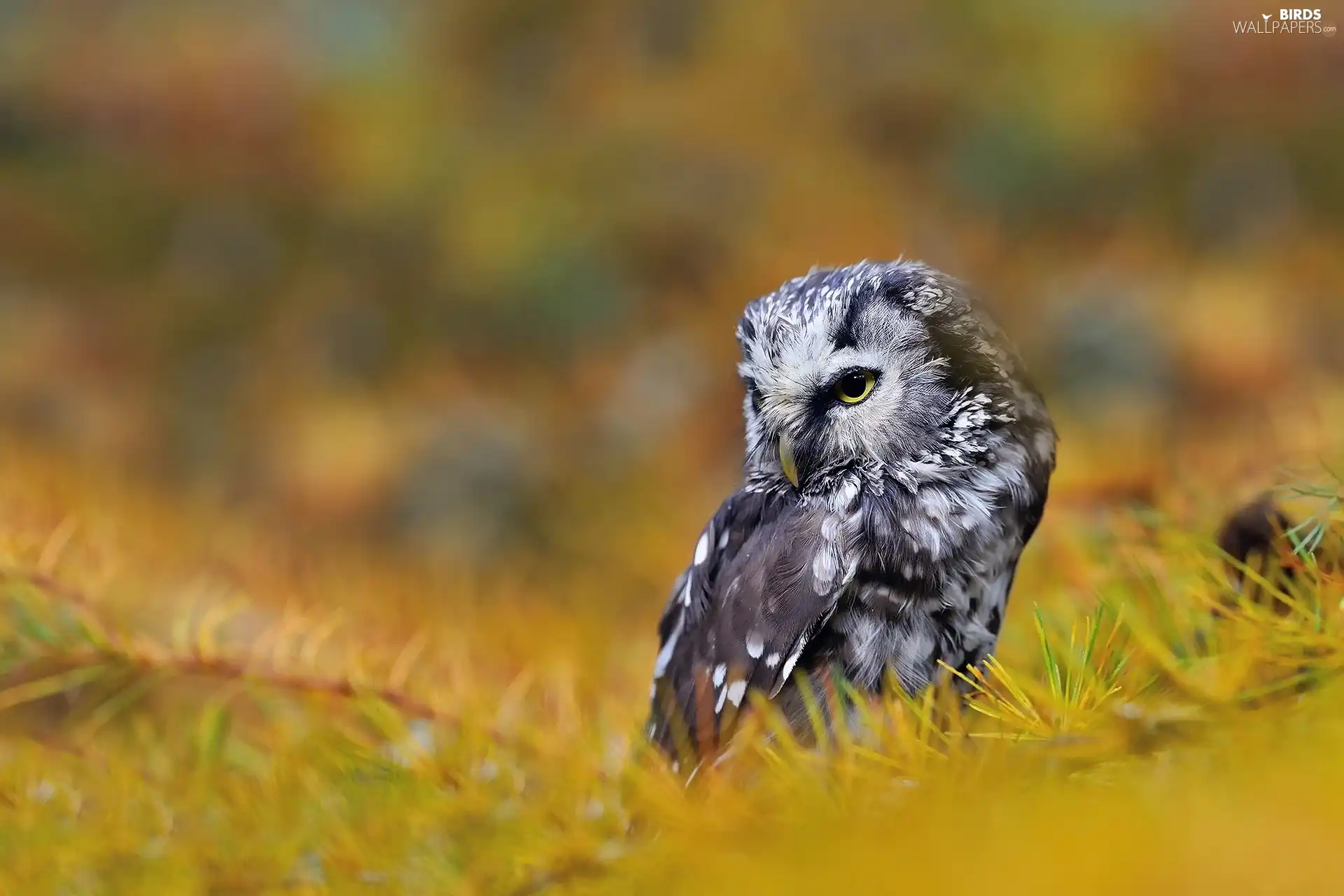 Plants, owl, Boreal Owl