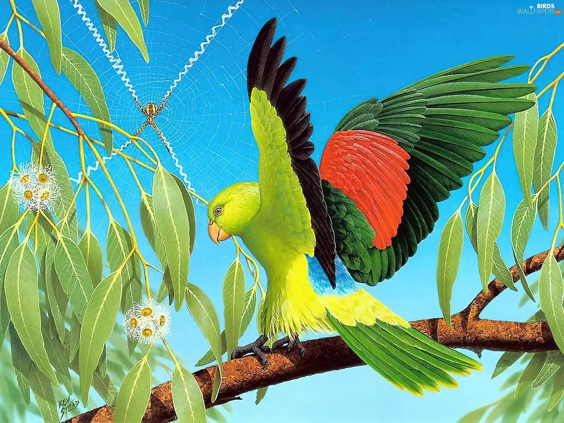 branch, parrot, an