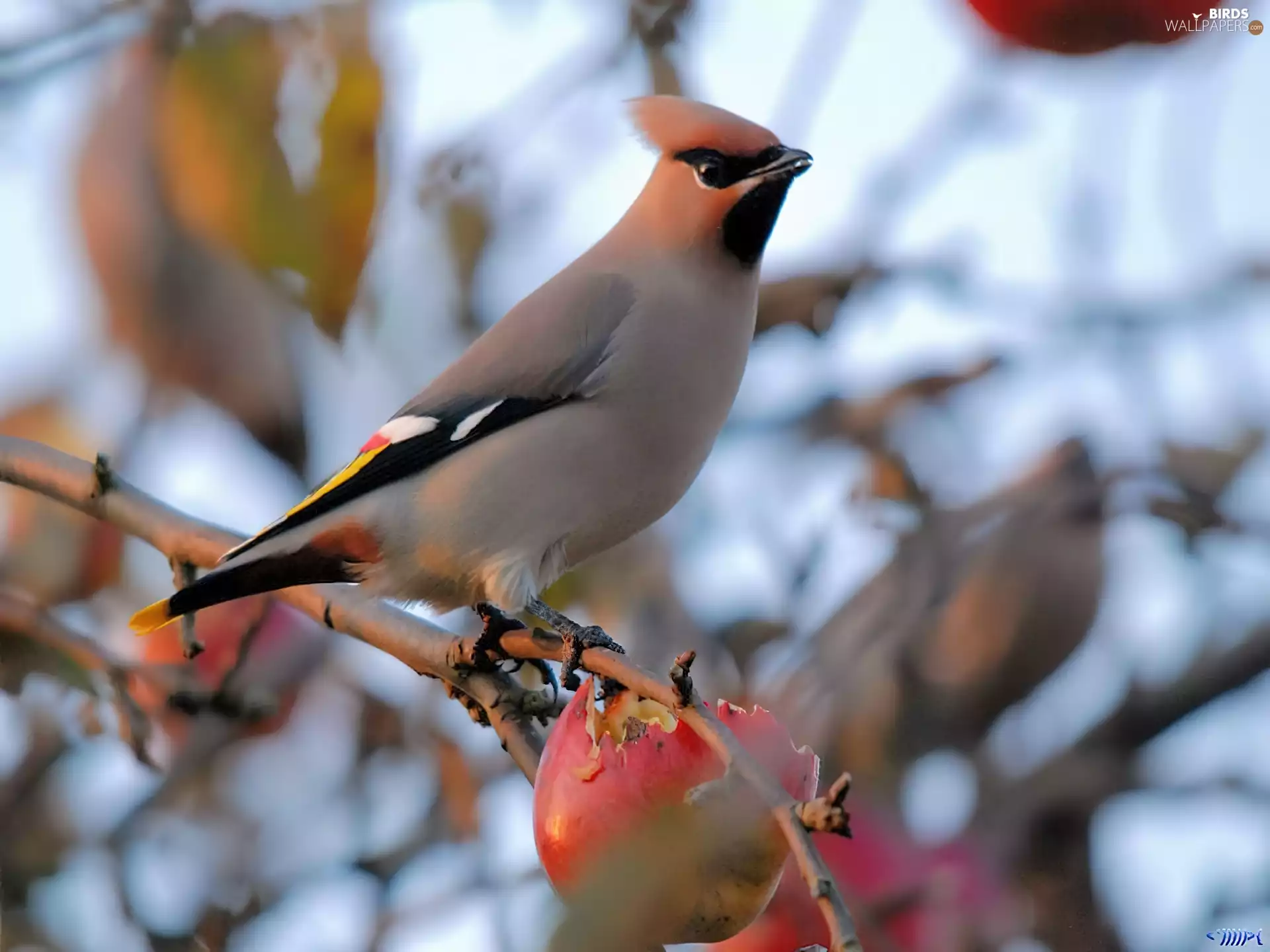 branch, Waxwing, Apple