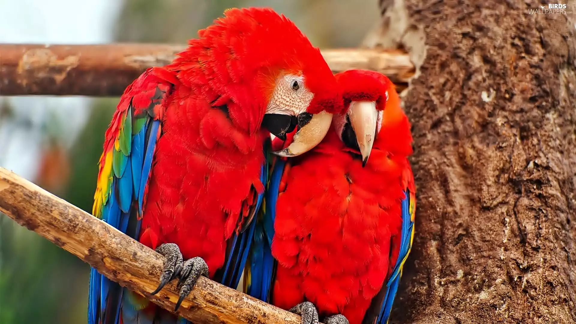 branch, Parrots, Ary