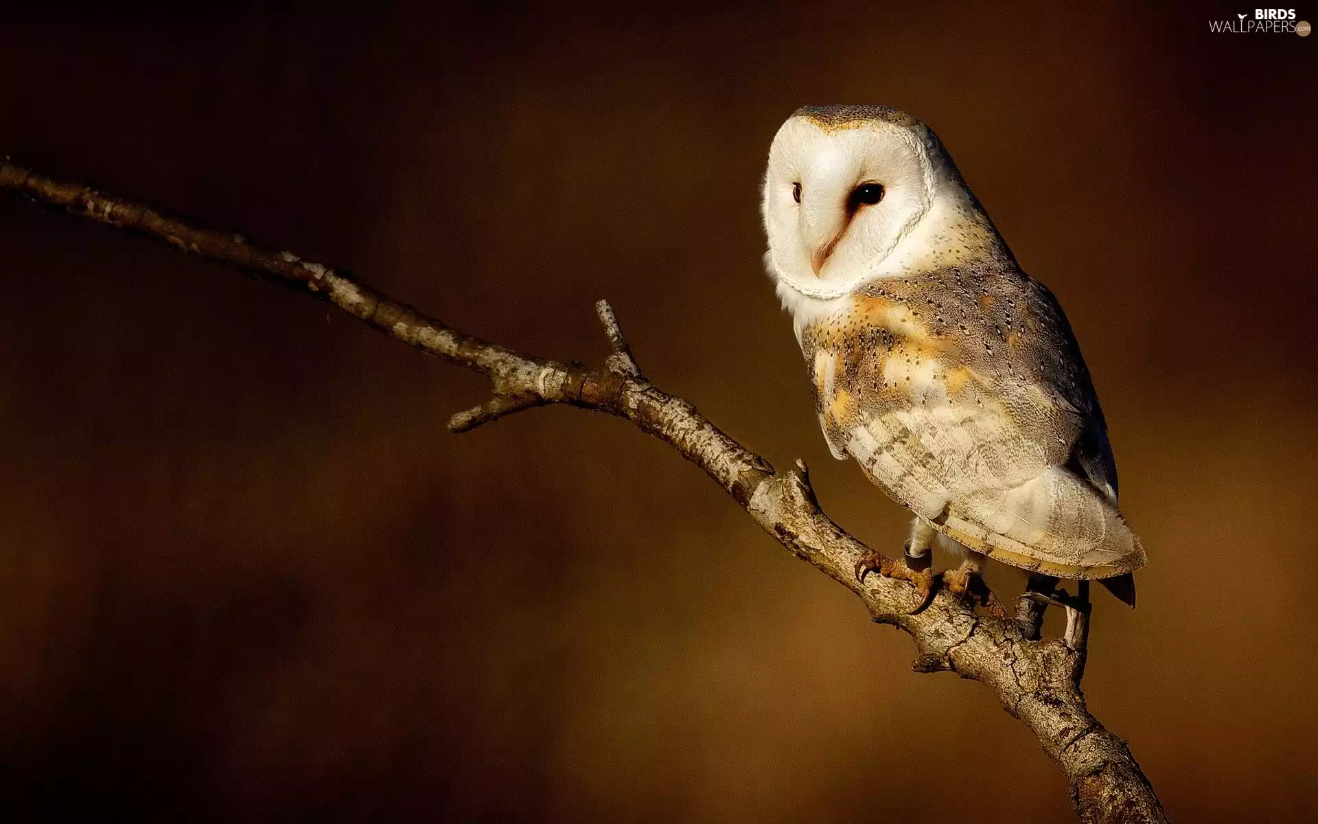 branch, owl, Barn