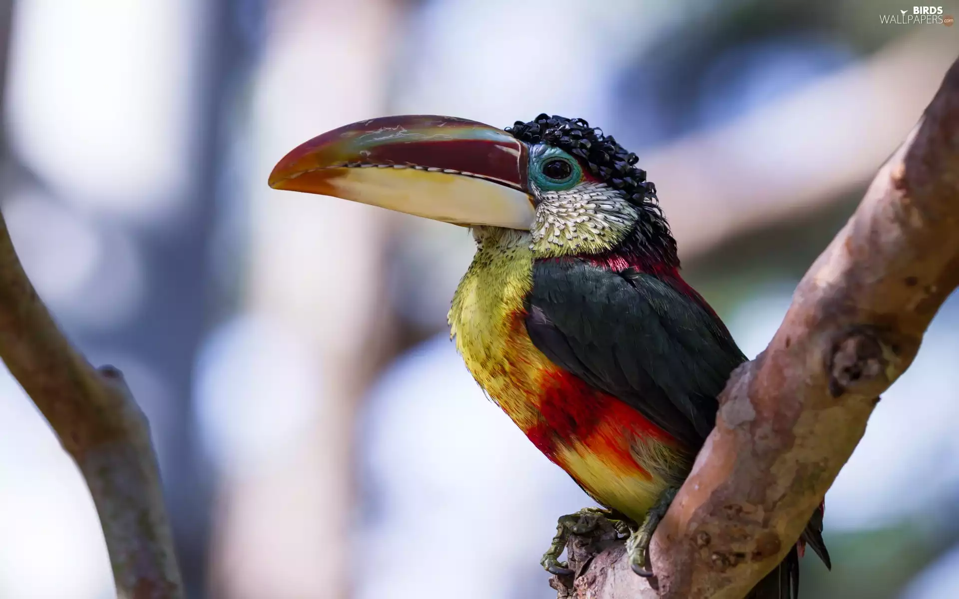 branch, Toucan, Bird