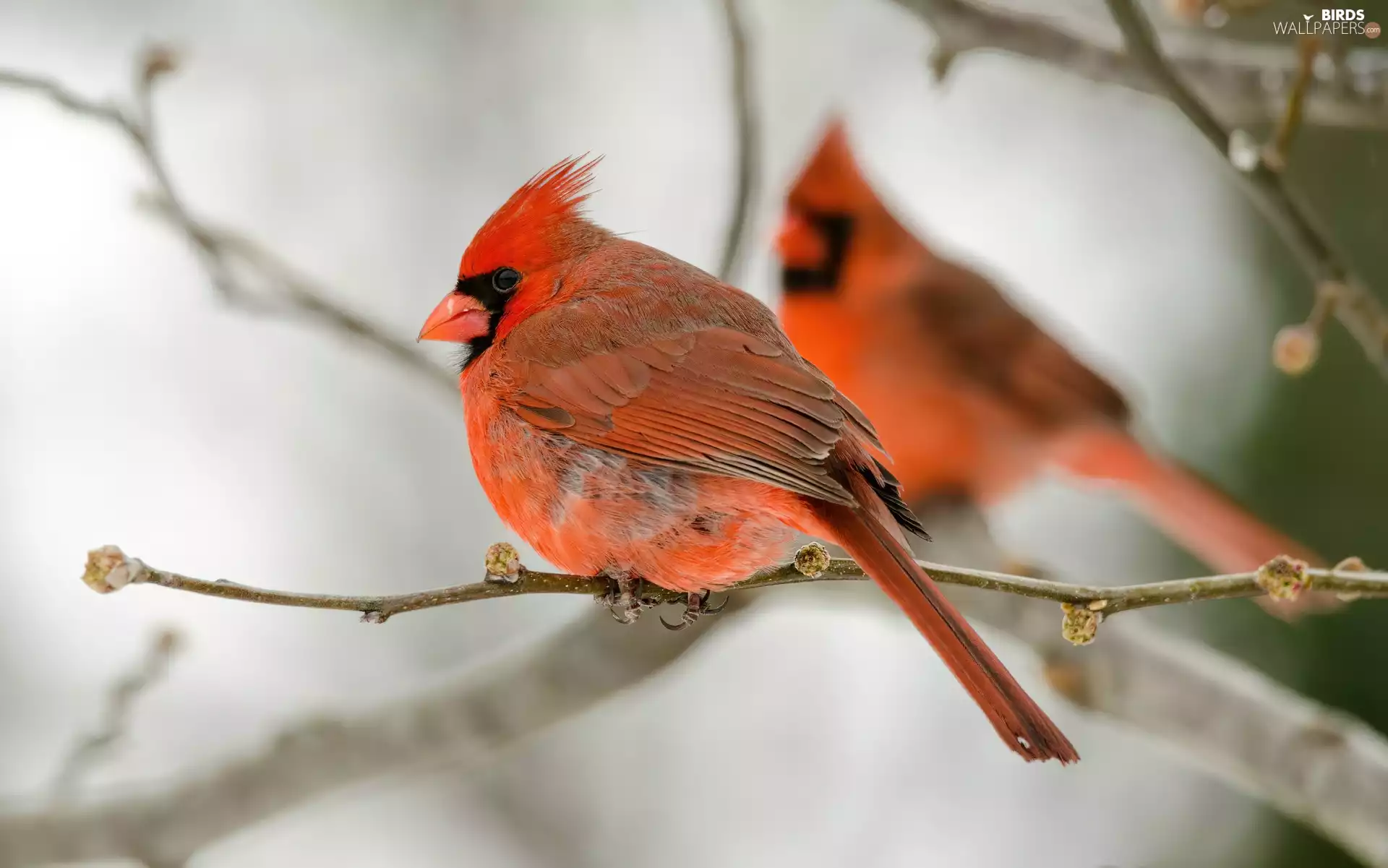 Two cars, Cardinals, branch pics, birds