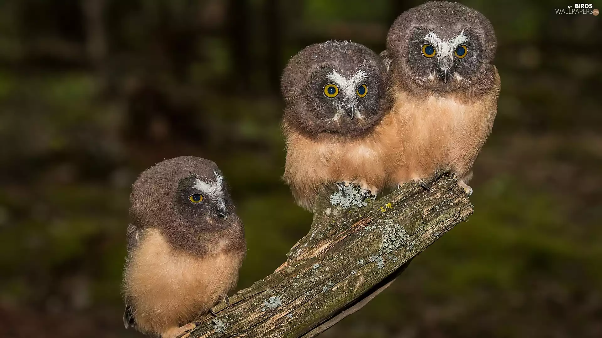 Tengmalm, branch, birds, Owls, Three