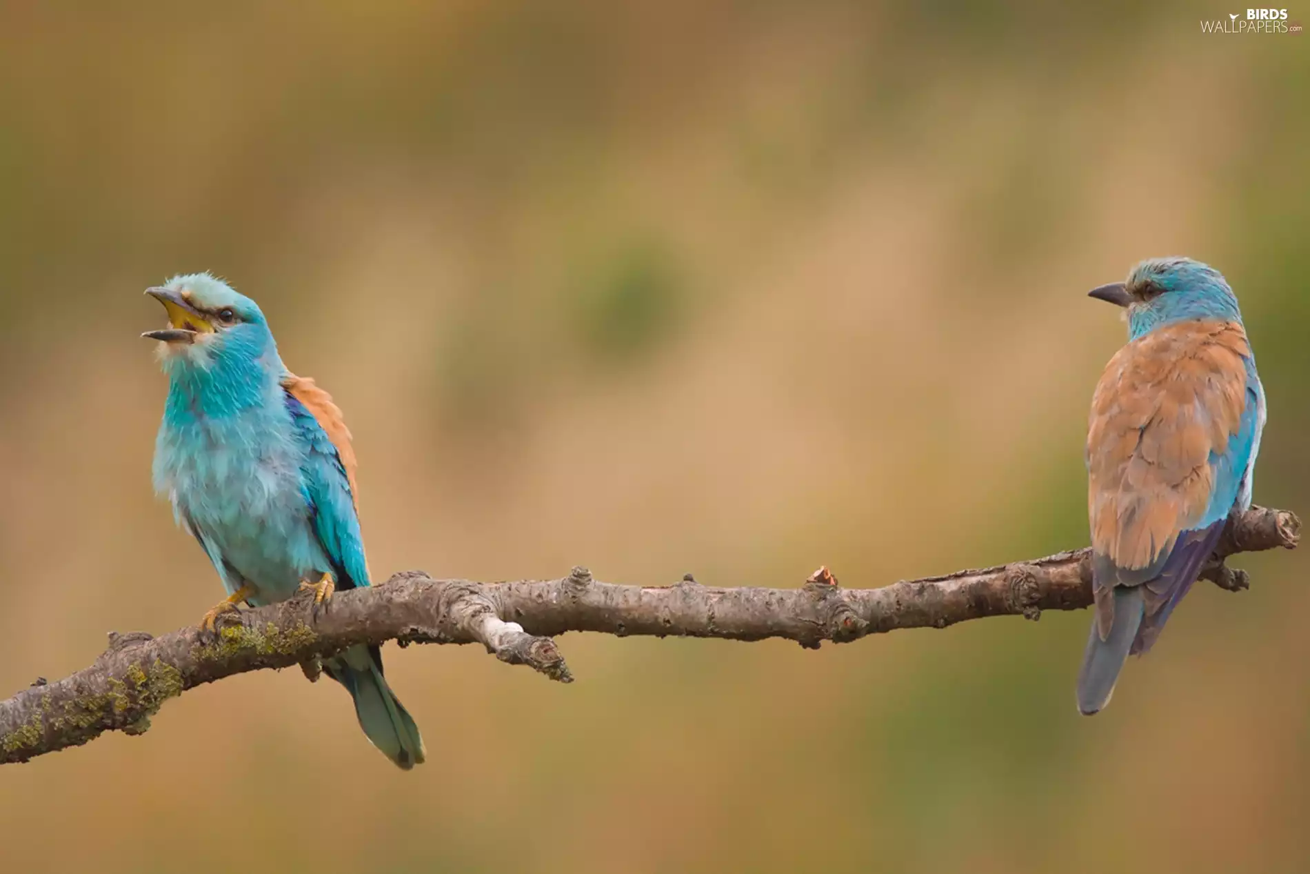 branch, Two, Coracias