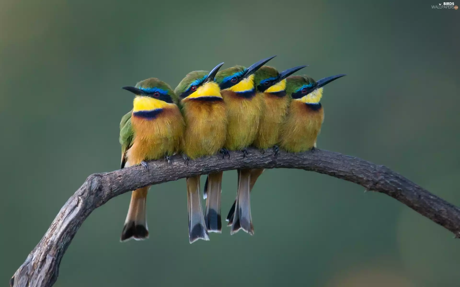 birds, Bee-eaters, Branch, Bee-eaters