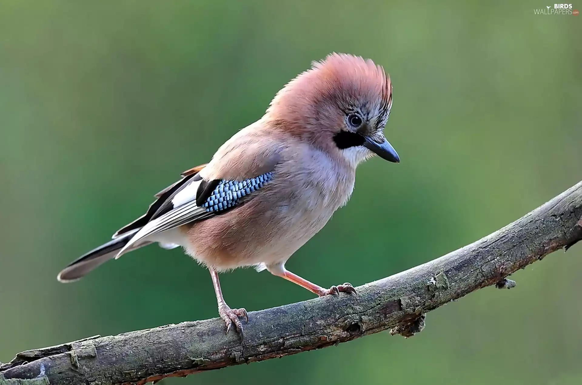 branch, Bird, jay