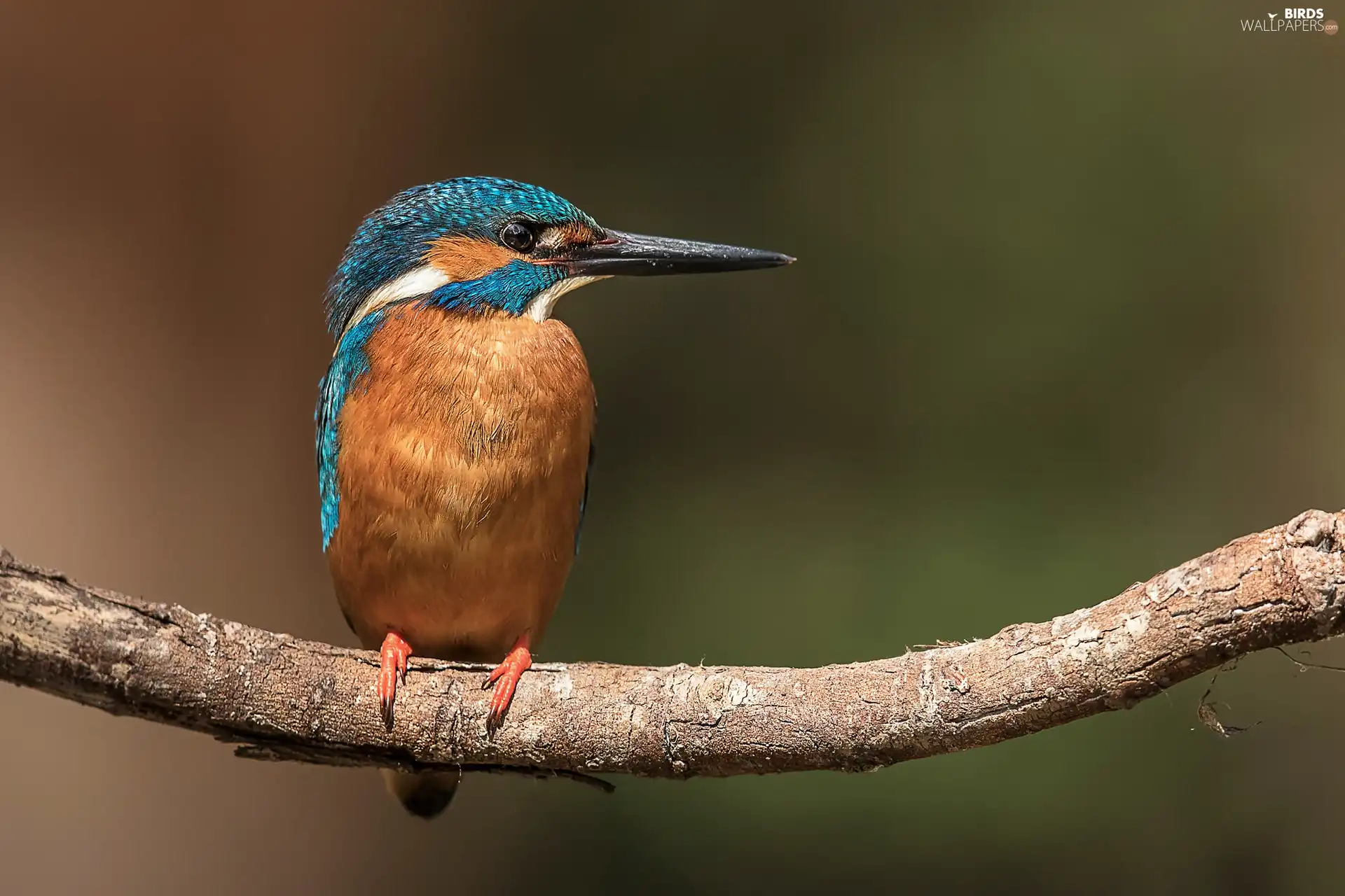 kingfisher, branch