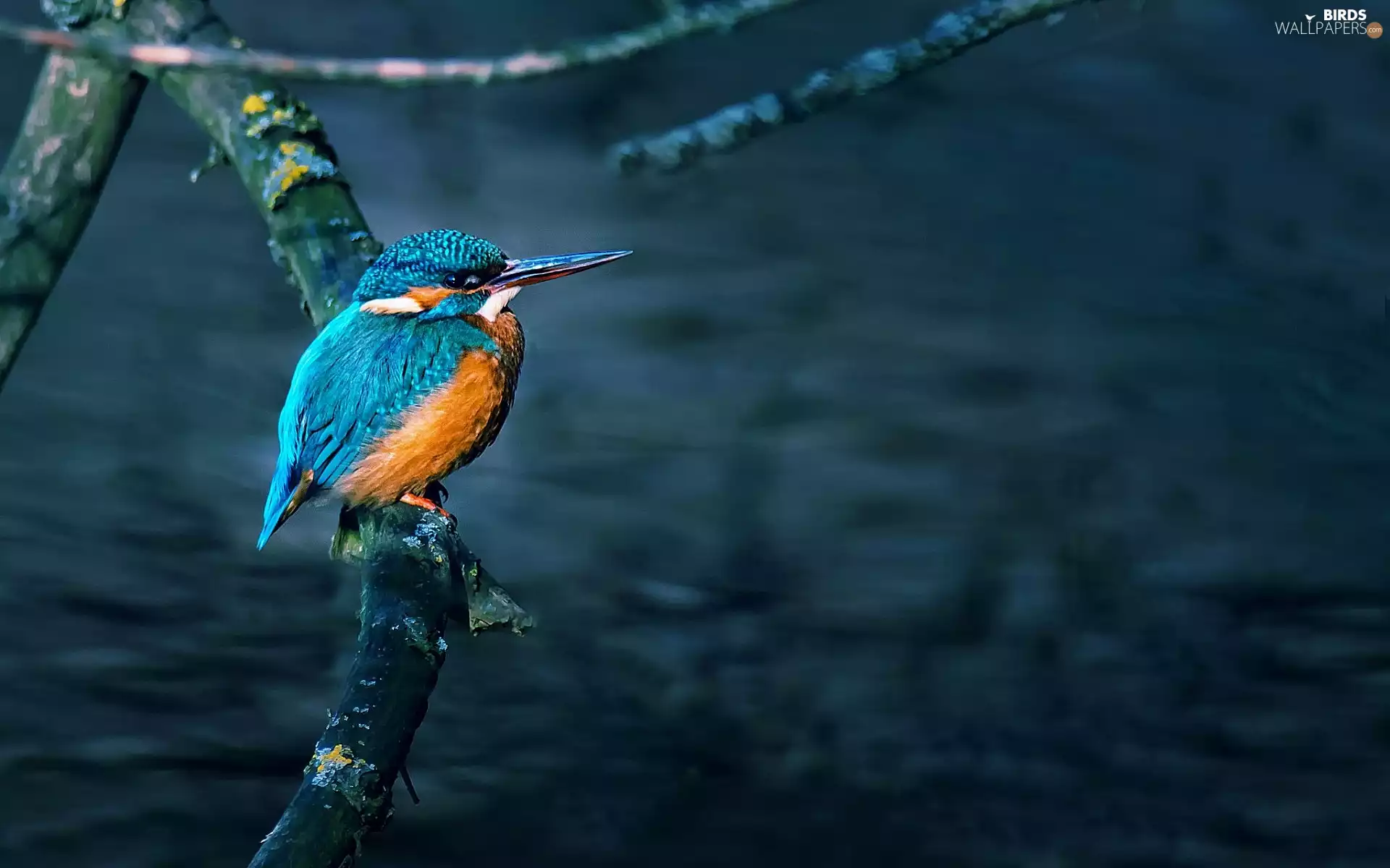 kingfisher, Graphite, background, branch
