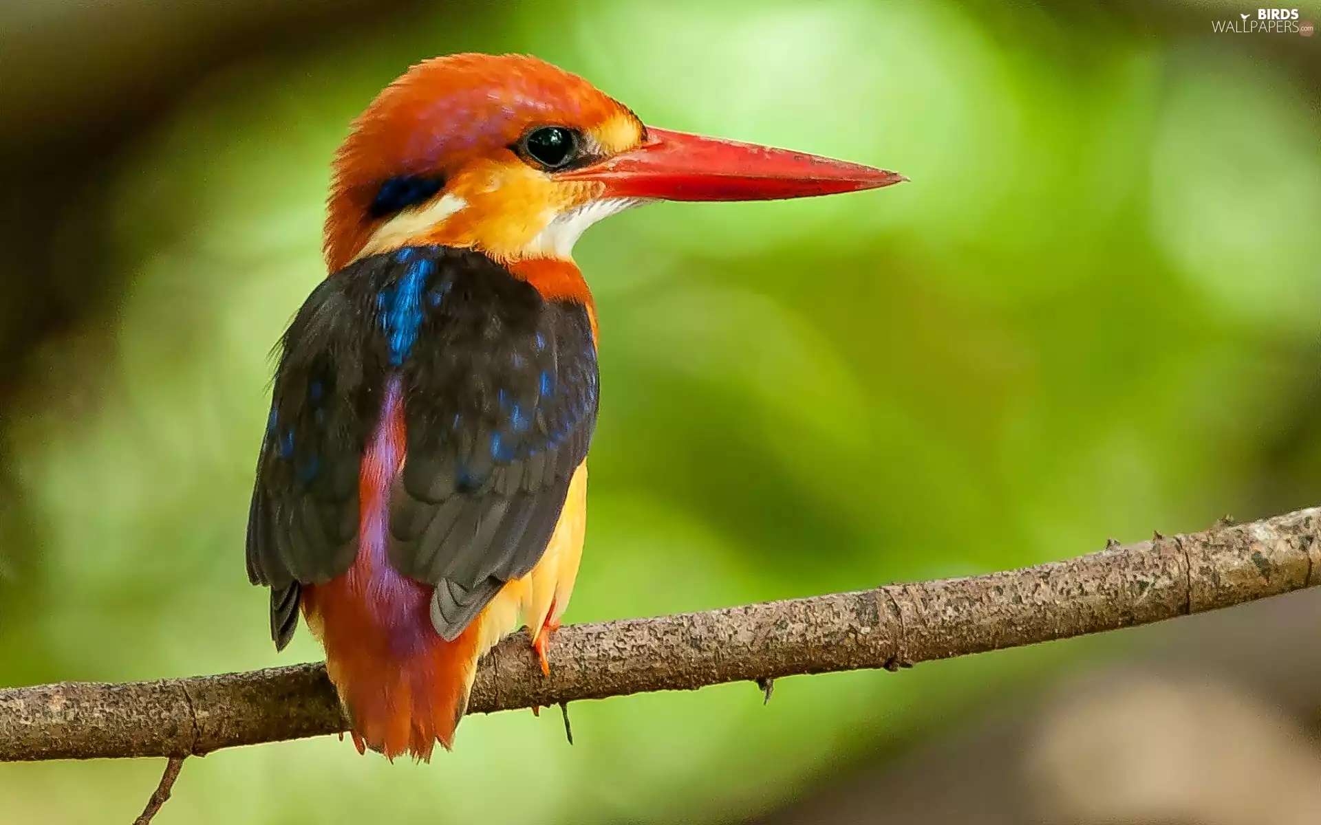 branch, Bird, kingfisher