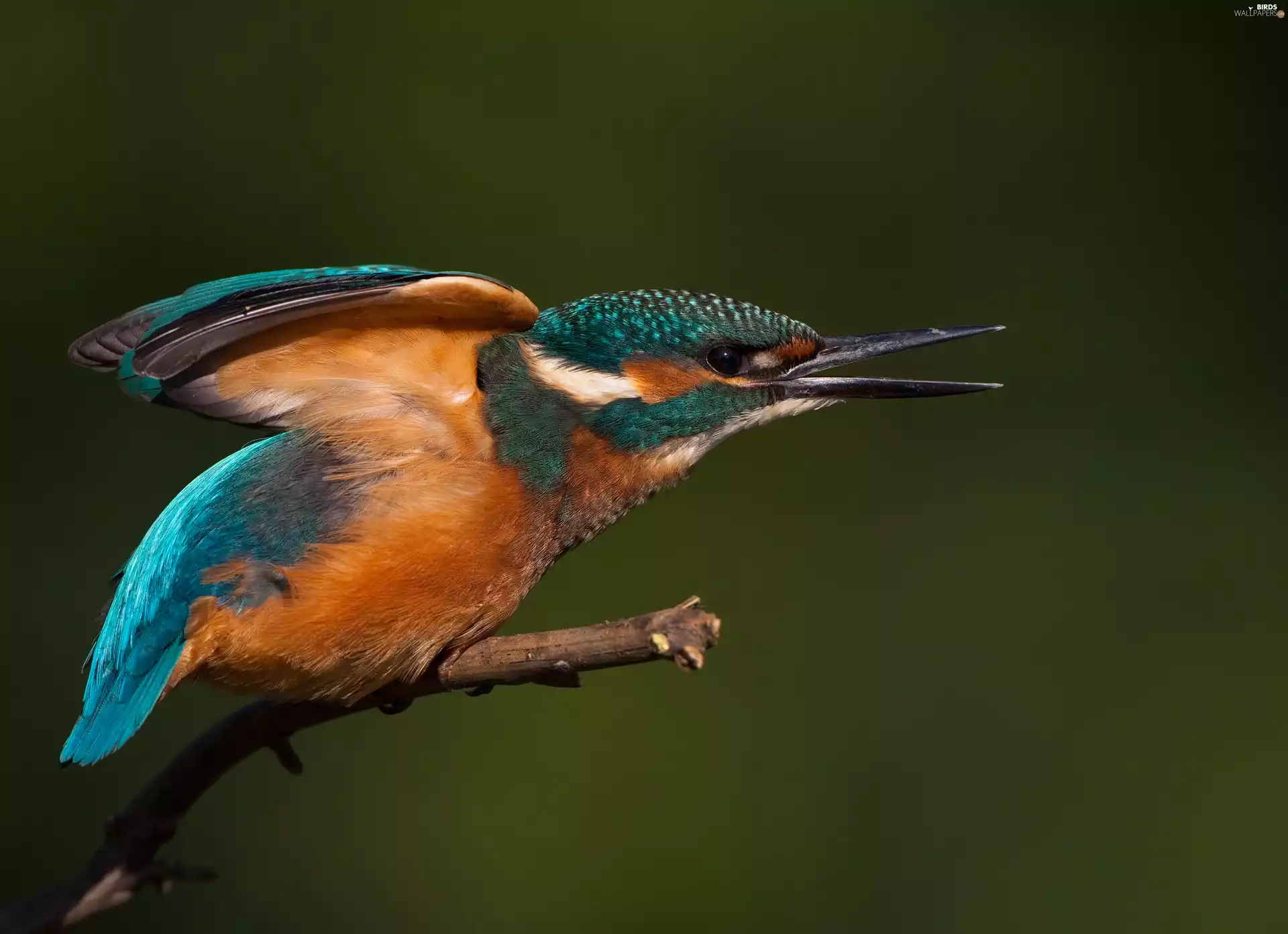 branch, Bird, kingfisher