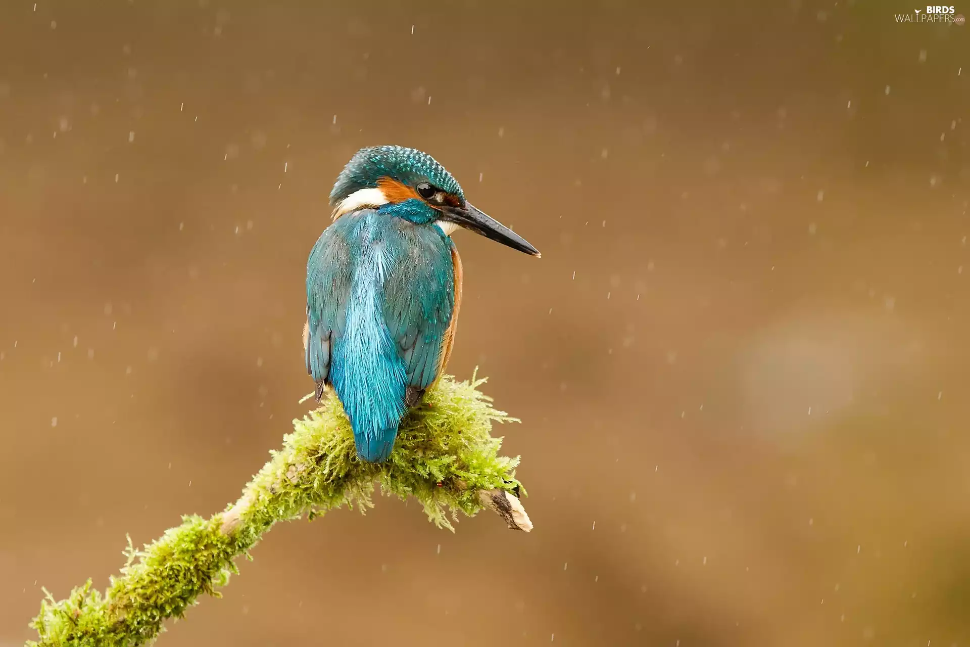 kingfisher, Moss, Rain, branch