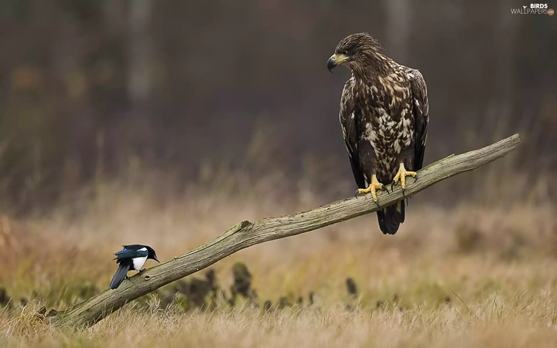 magpie, Eagle Front, branch