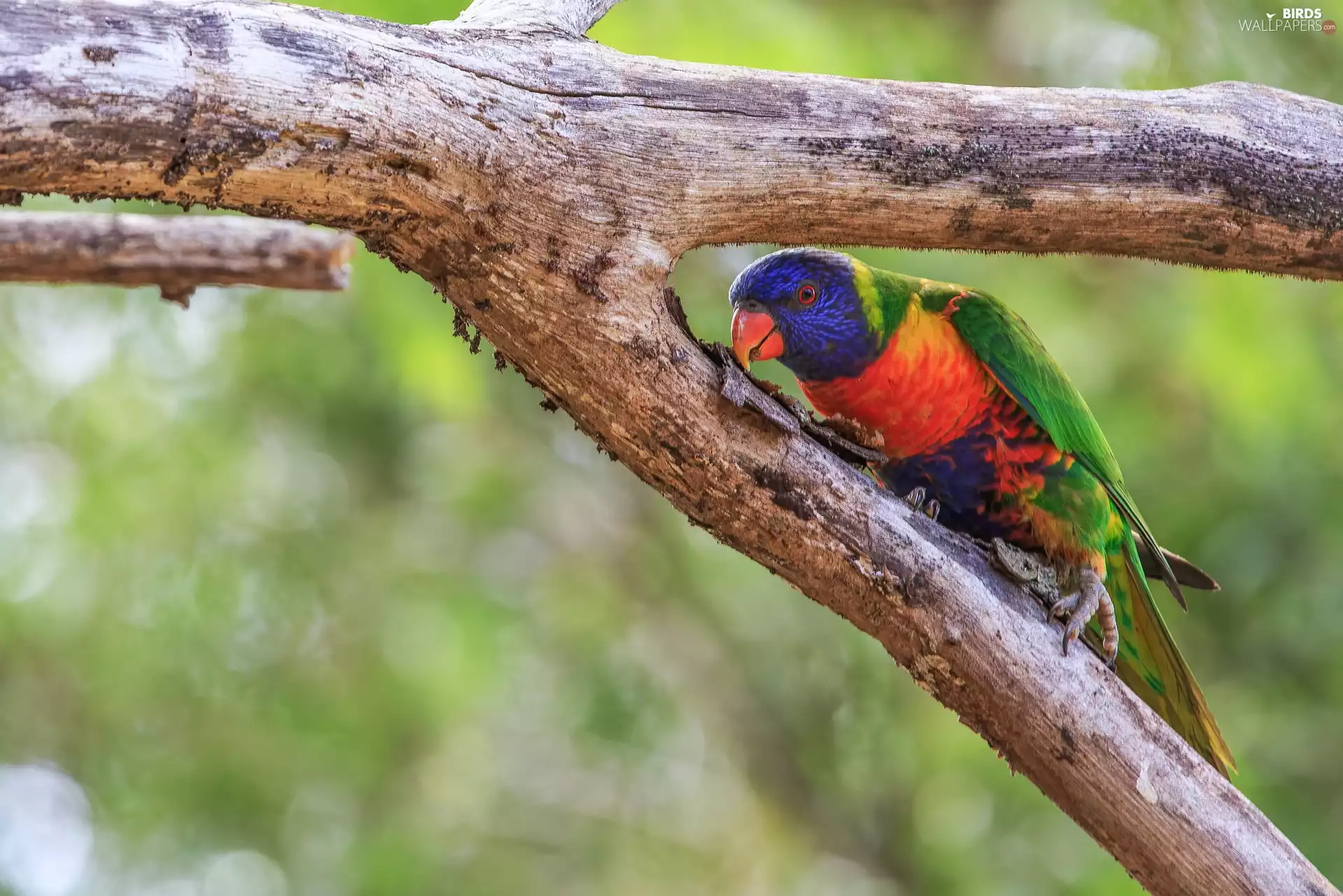 Mountain Rainbow Lorikeet, branch