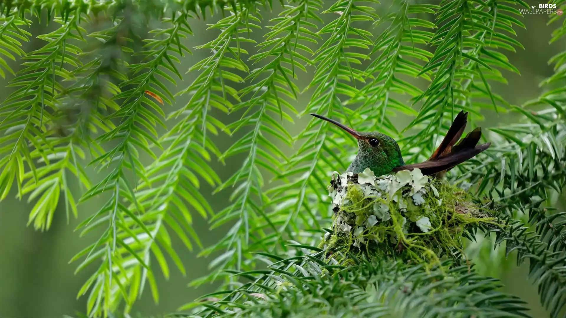 humming-bird, trees, branch pics, nest
