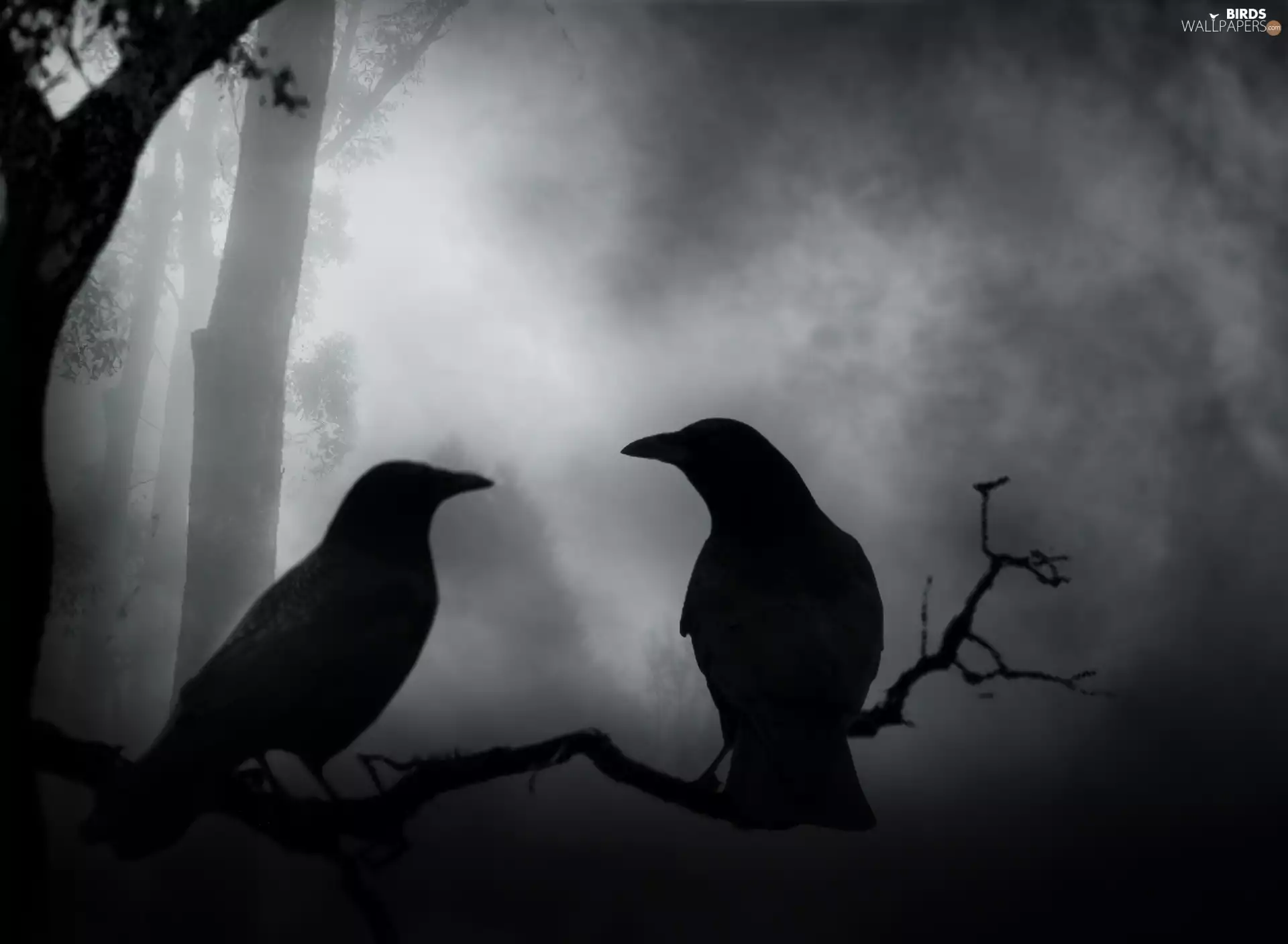branch, Ravens, Night