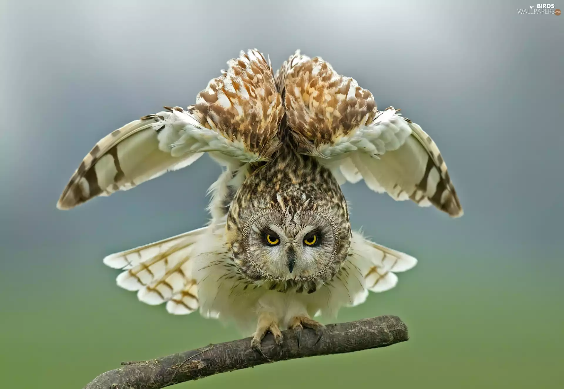 owl, spread, wings, branch