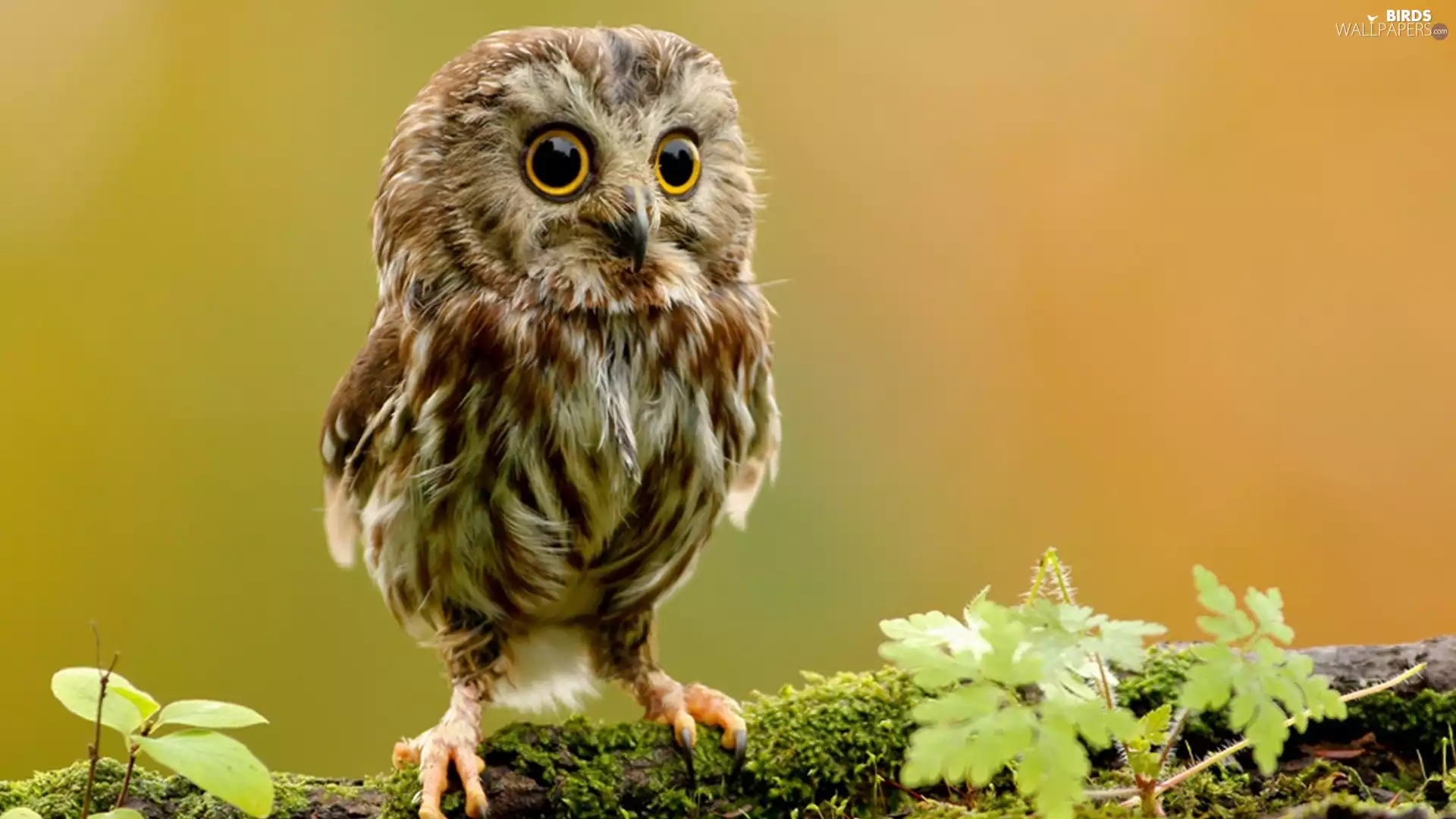 branch, young, owl