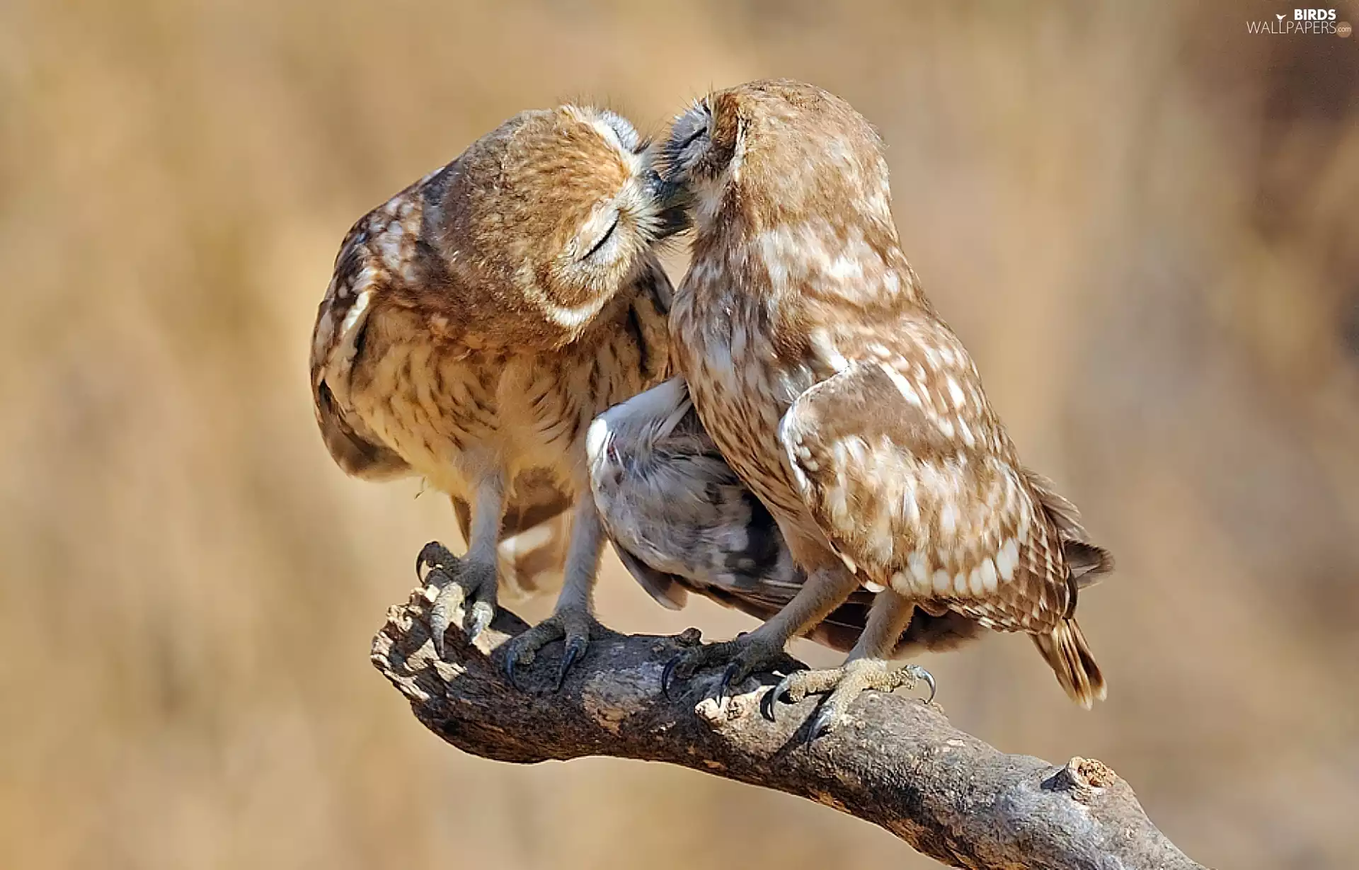 branch, Two, Owls