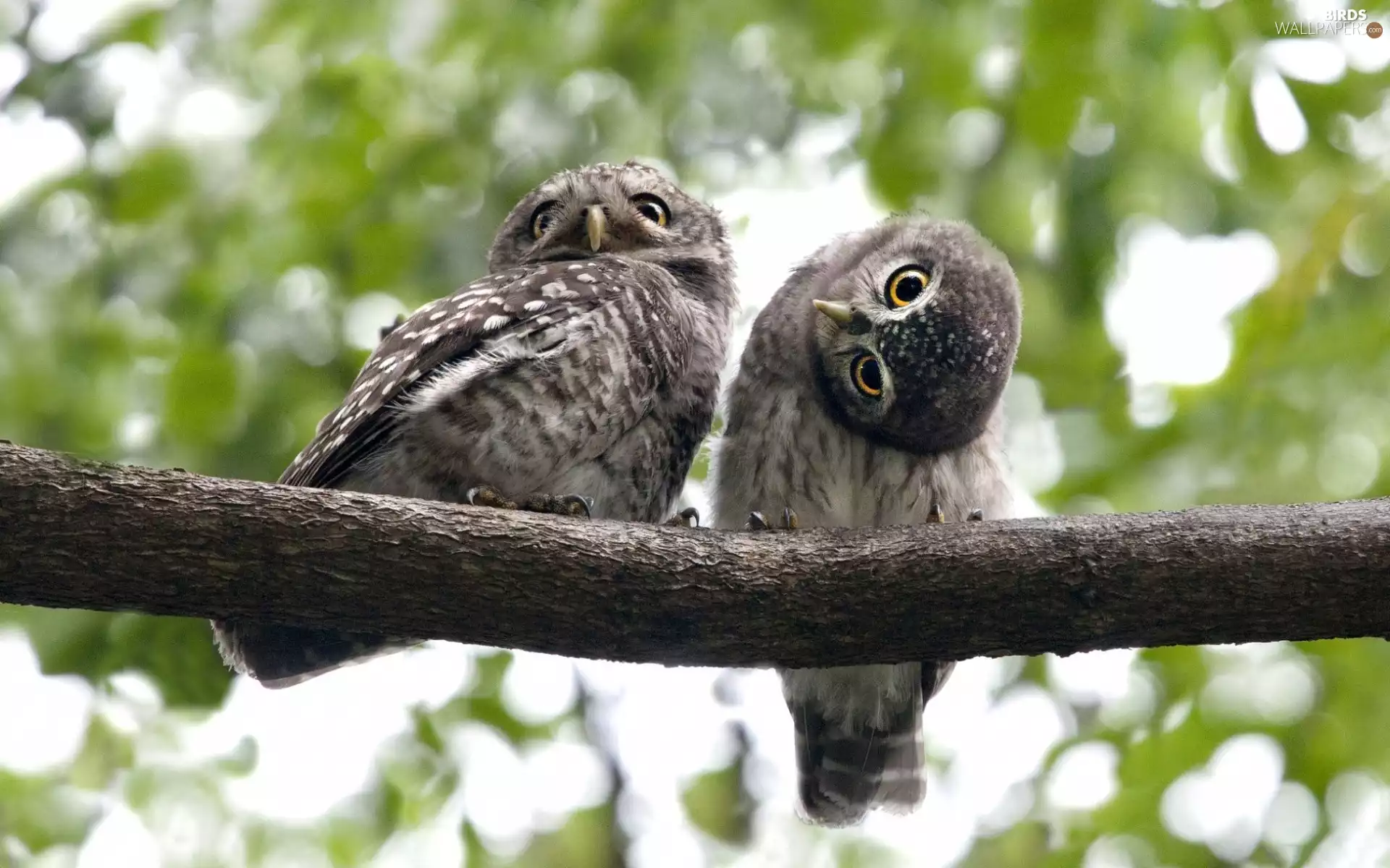 branch, Two, Owls