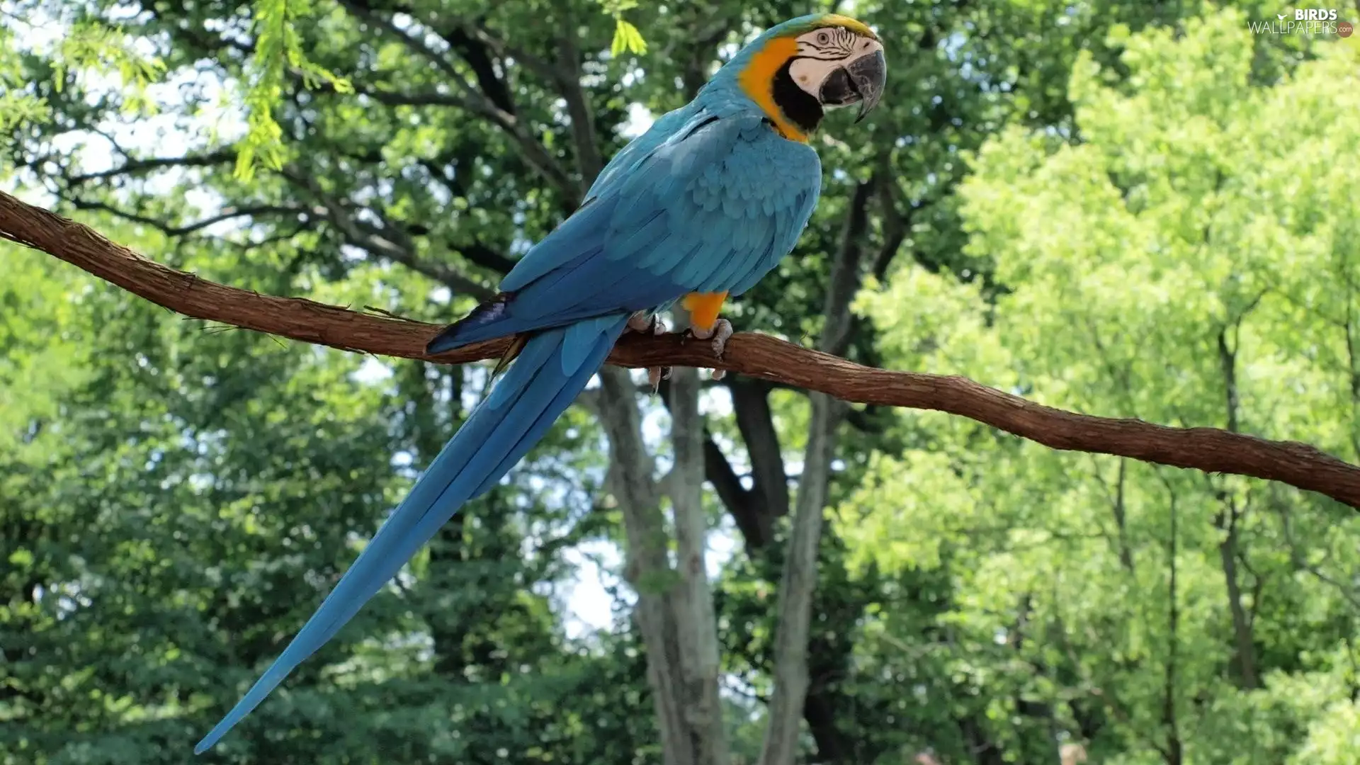branch, Blue, parrot
