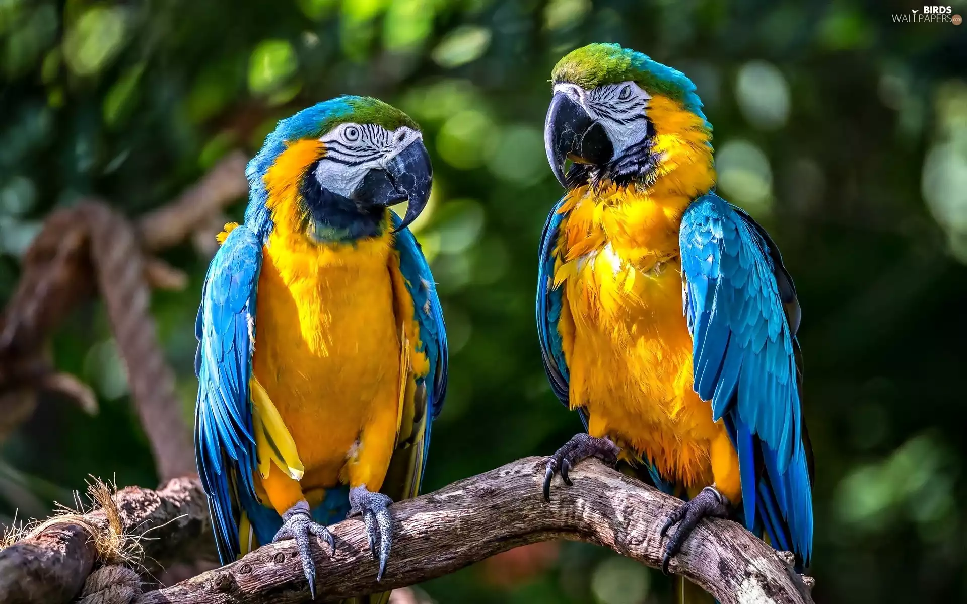 branch, Two, Parrots