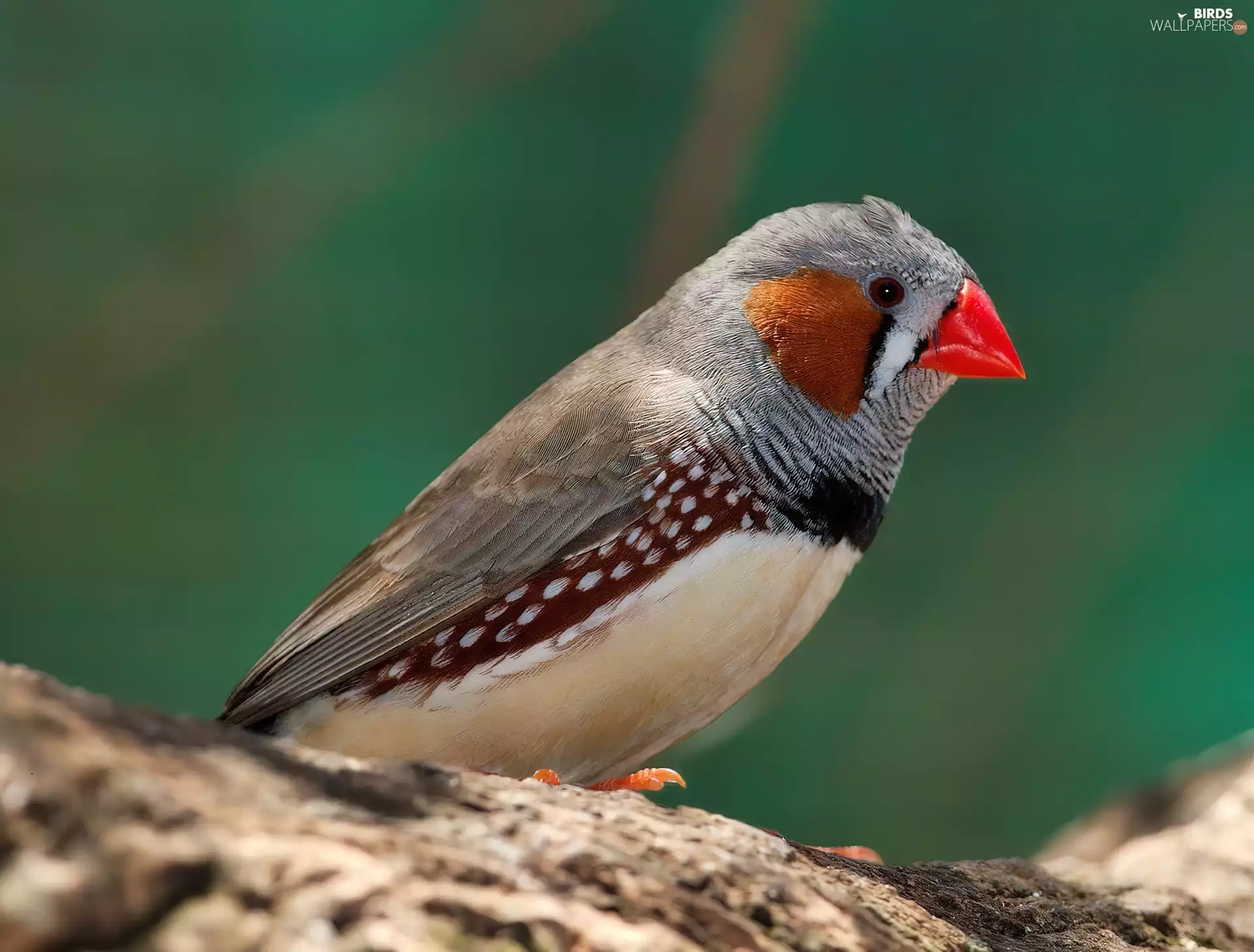 spout, branch, rib, Red, Bird