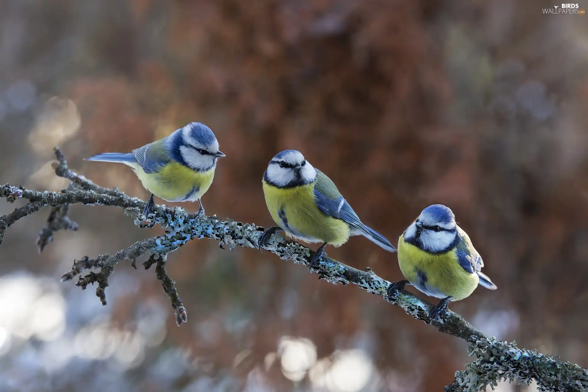 Eurasian Blue Tit, branch, Three, Chickadees, birds