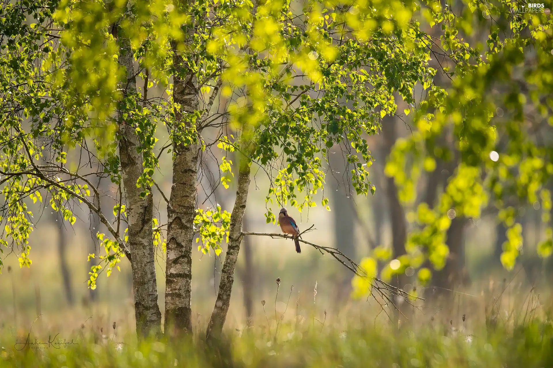 birch, trees, jay, branch, Bird, viewes