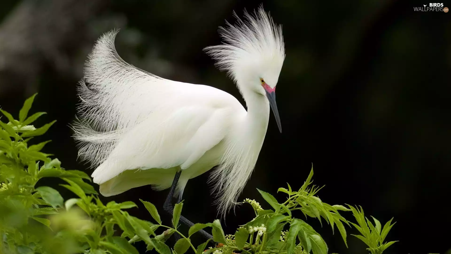 heron, green ones, branch pics, White