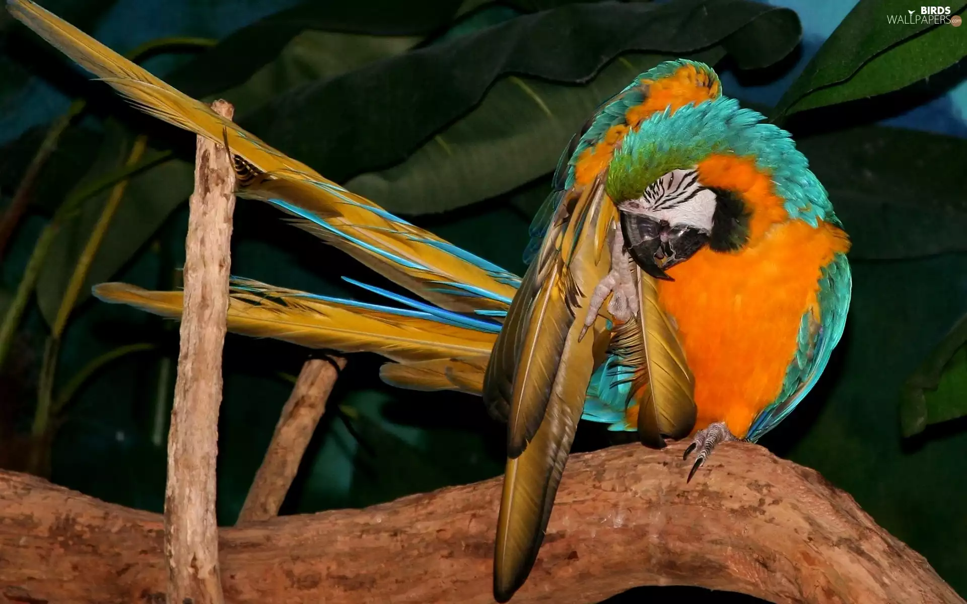 Blue, ara, feathers, branch, cleaning, yellow