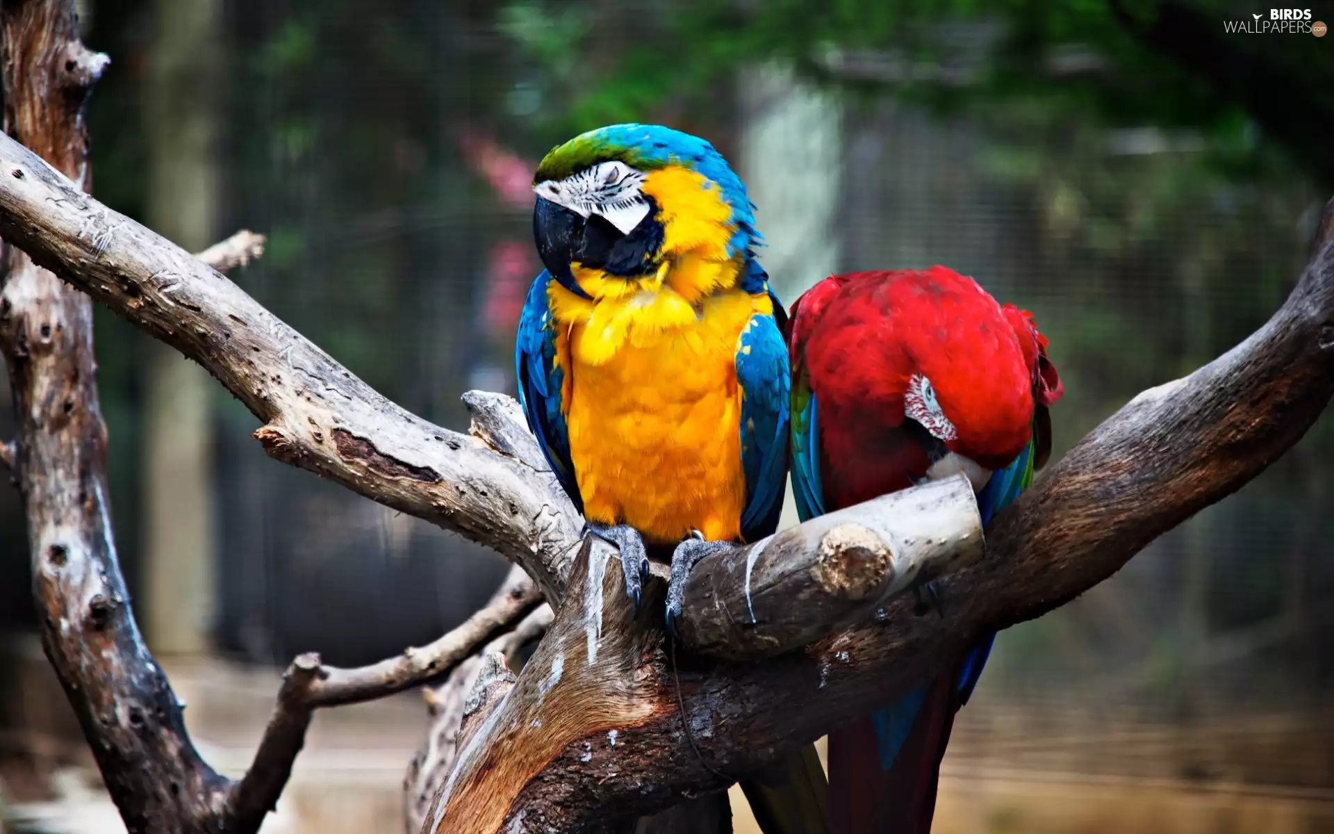 trees, branches, Parrots, Ary, Two