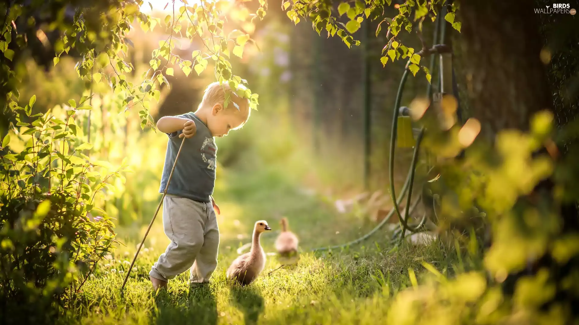 boy, forest, light breaking through sky, geese