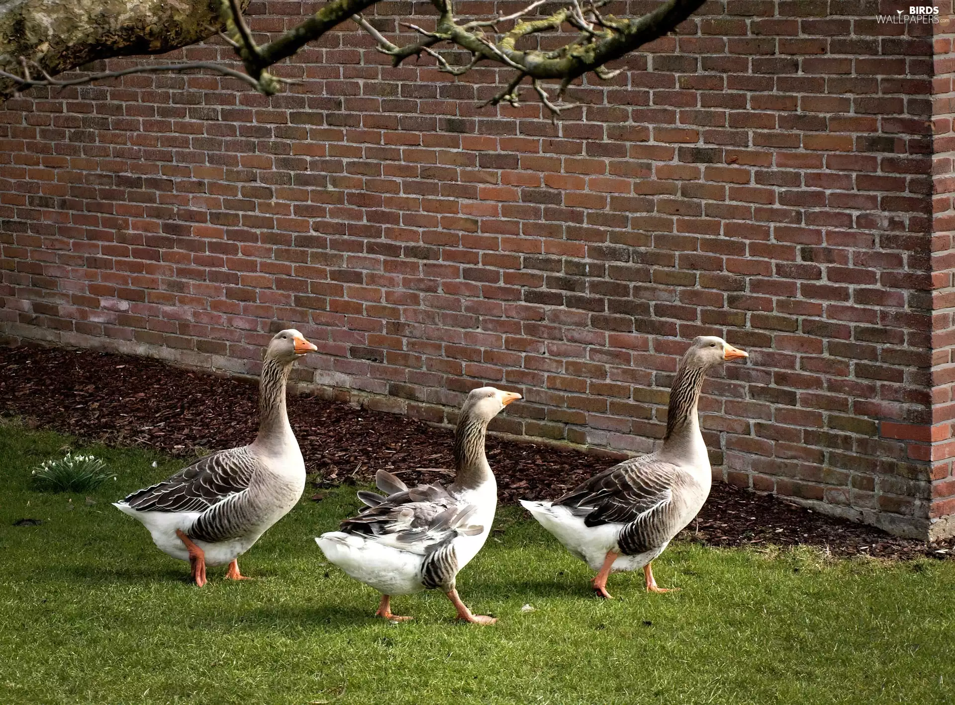 grass, Three, DBZ, brick, wall, geese
