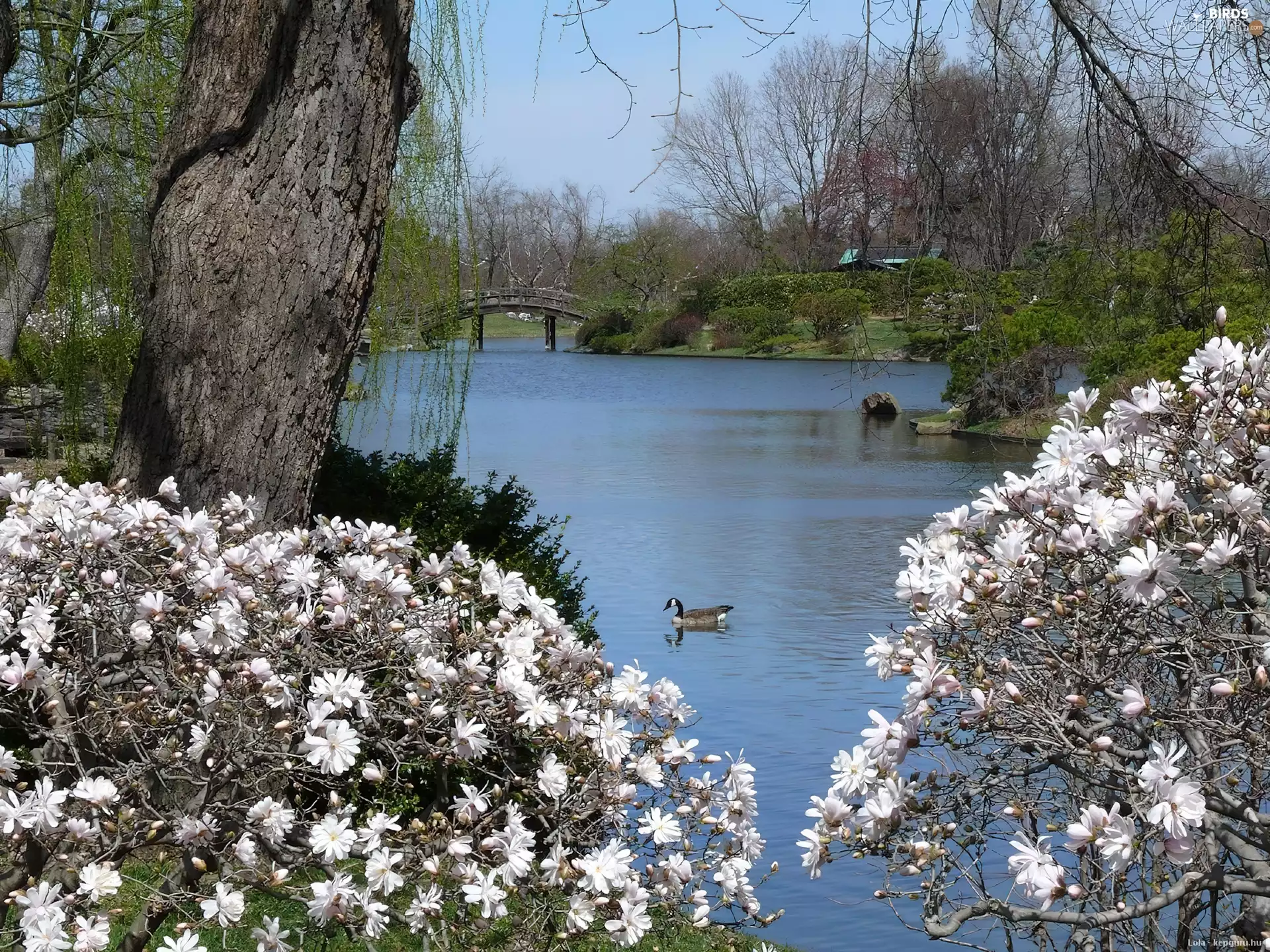 River, Flowers, duck, bridge