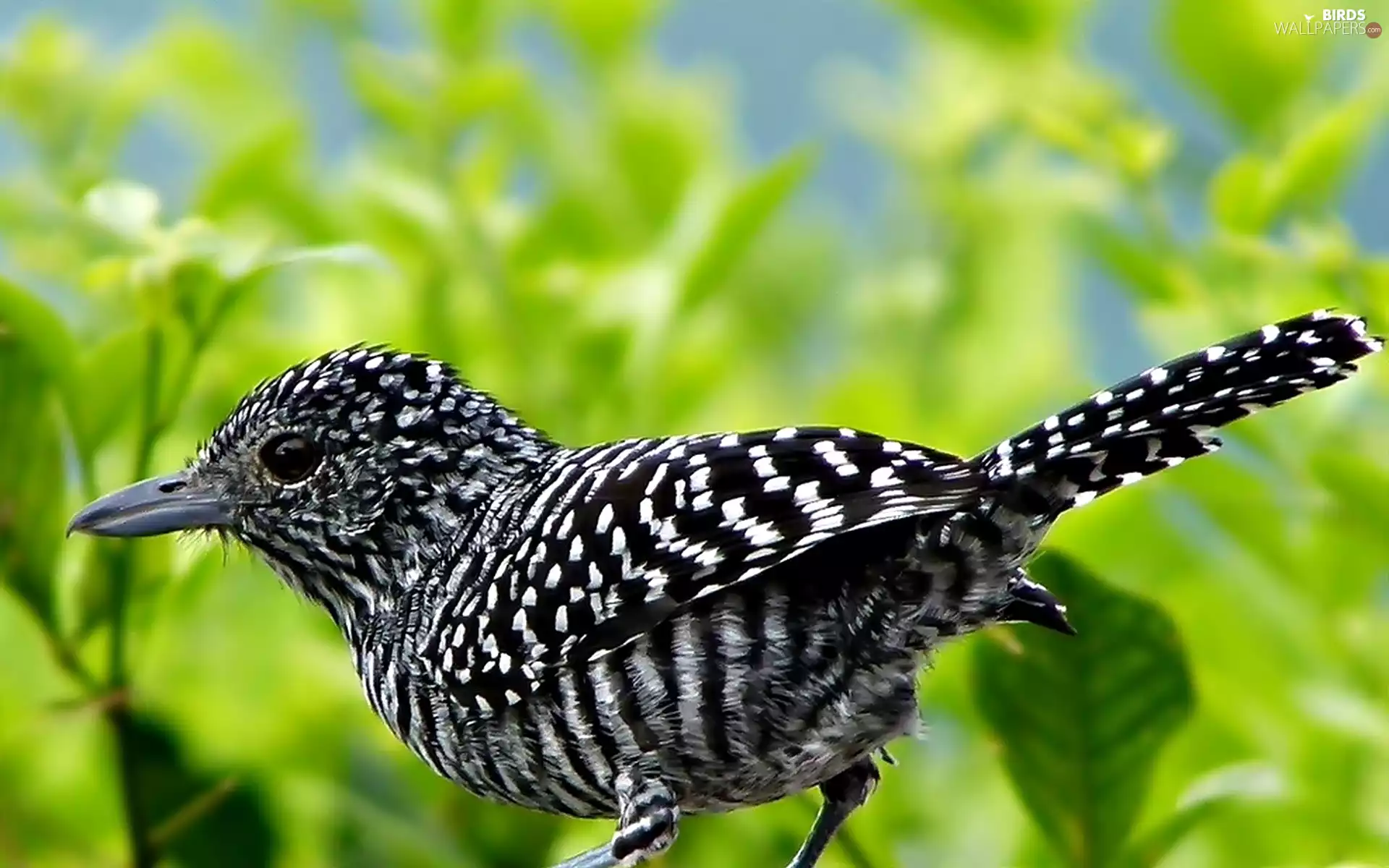 green, Bird, Chronka Brindle