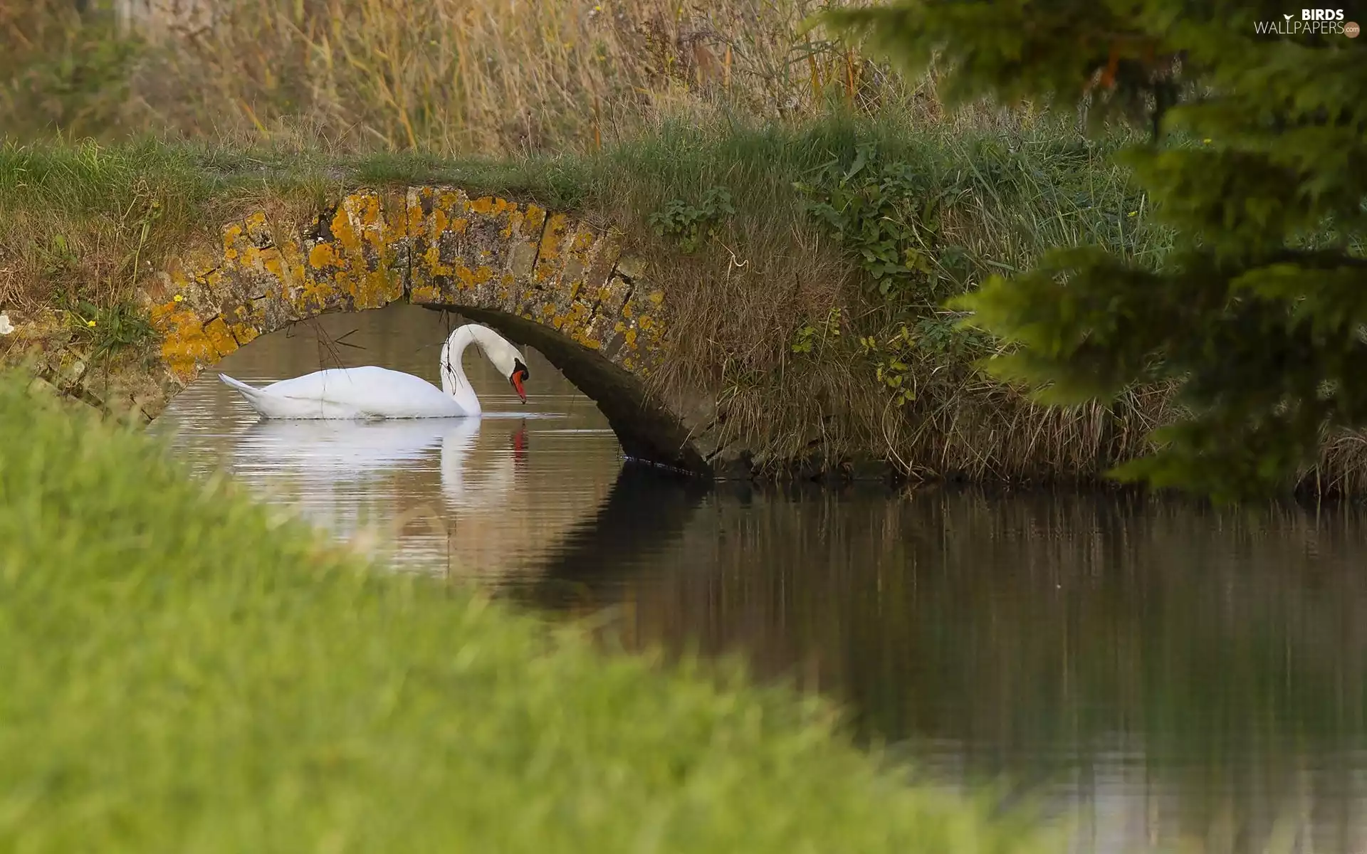 brook, Swans, bridges