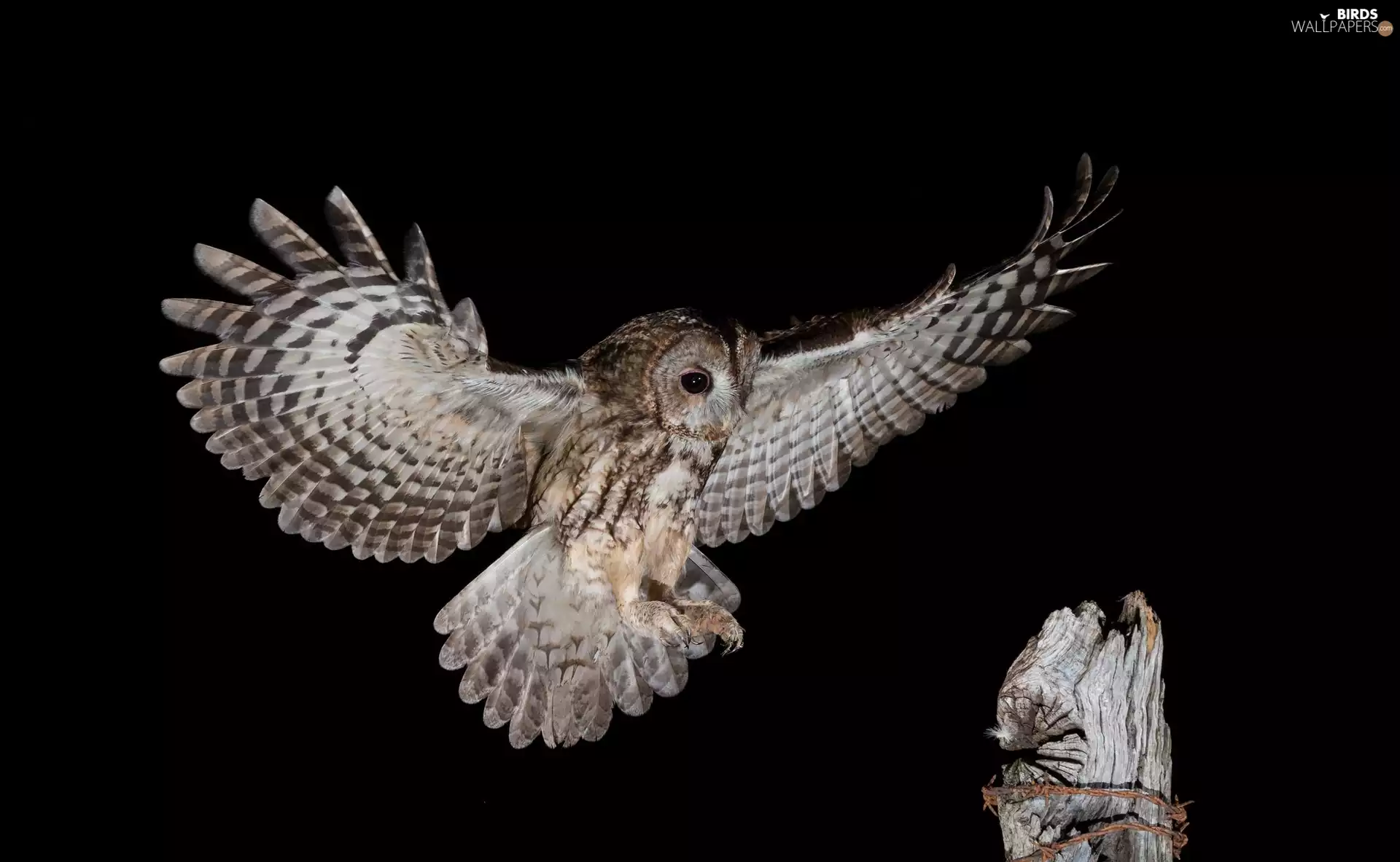 Night, trunk, owl, Brown Owl, Bird