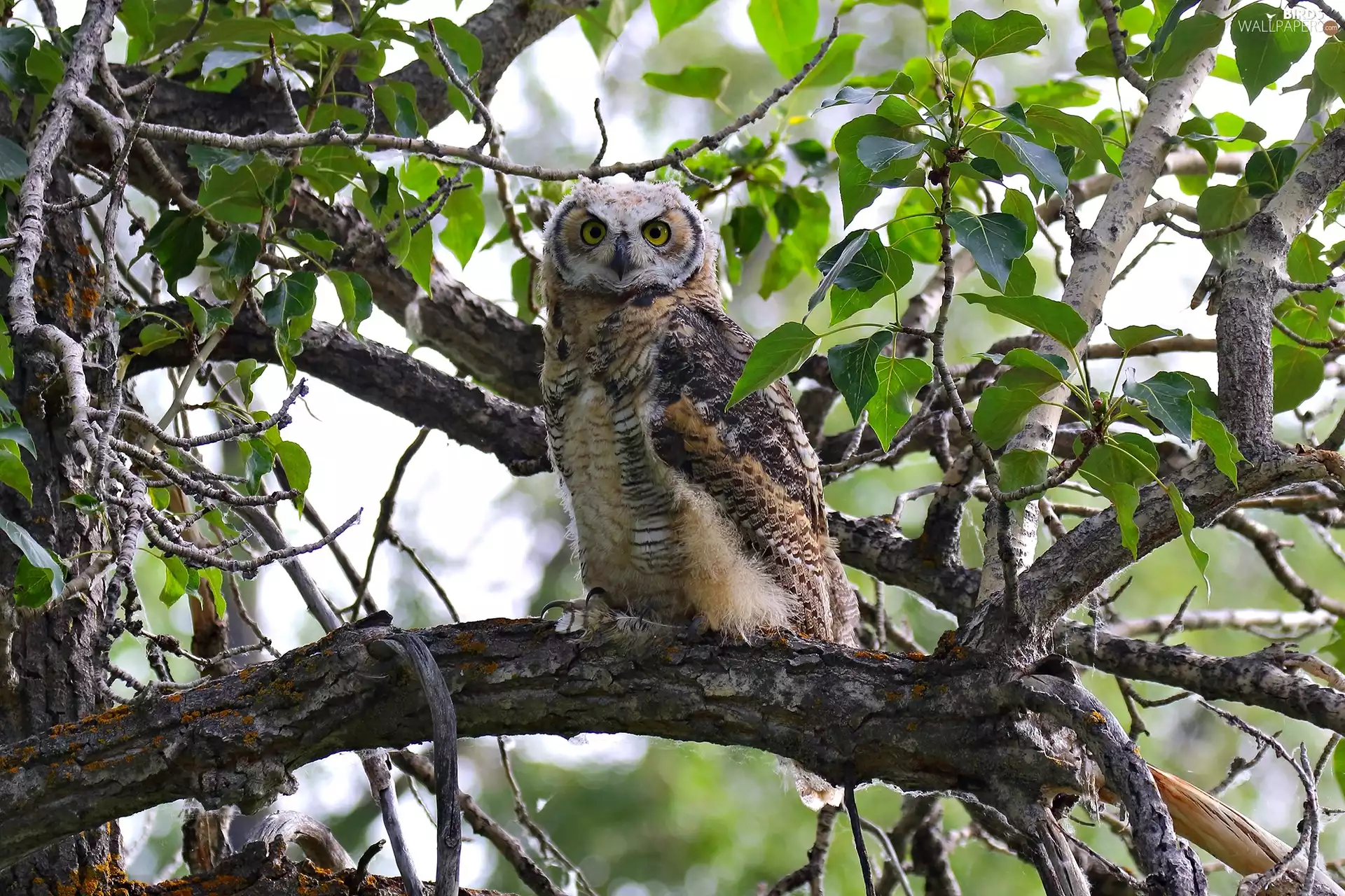 Leaf, branch pics, Brown Owl, trees, owl