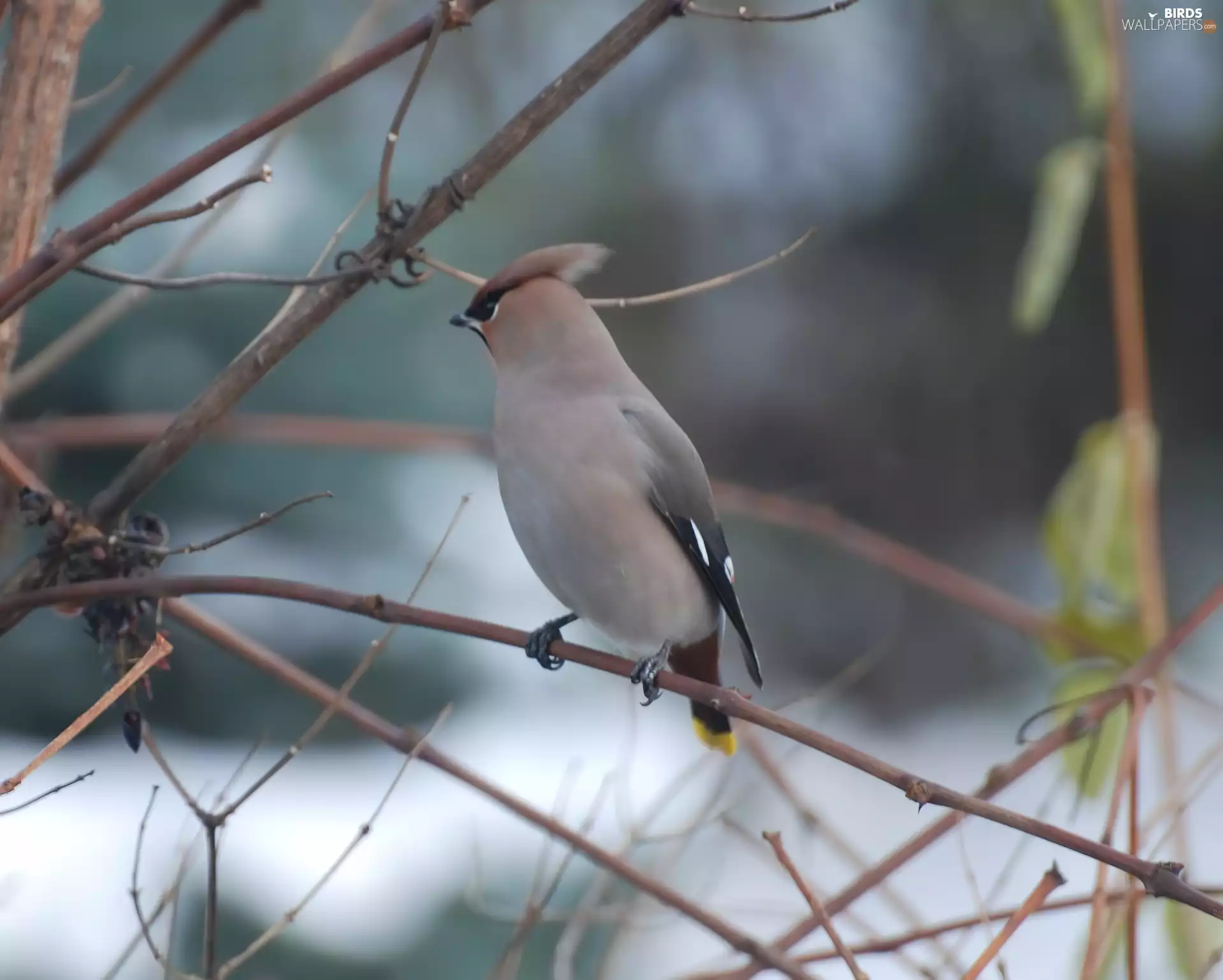 Yellow, tail, gray-brown, Body, Waxwing