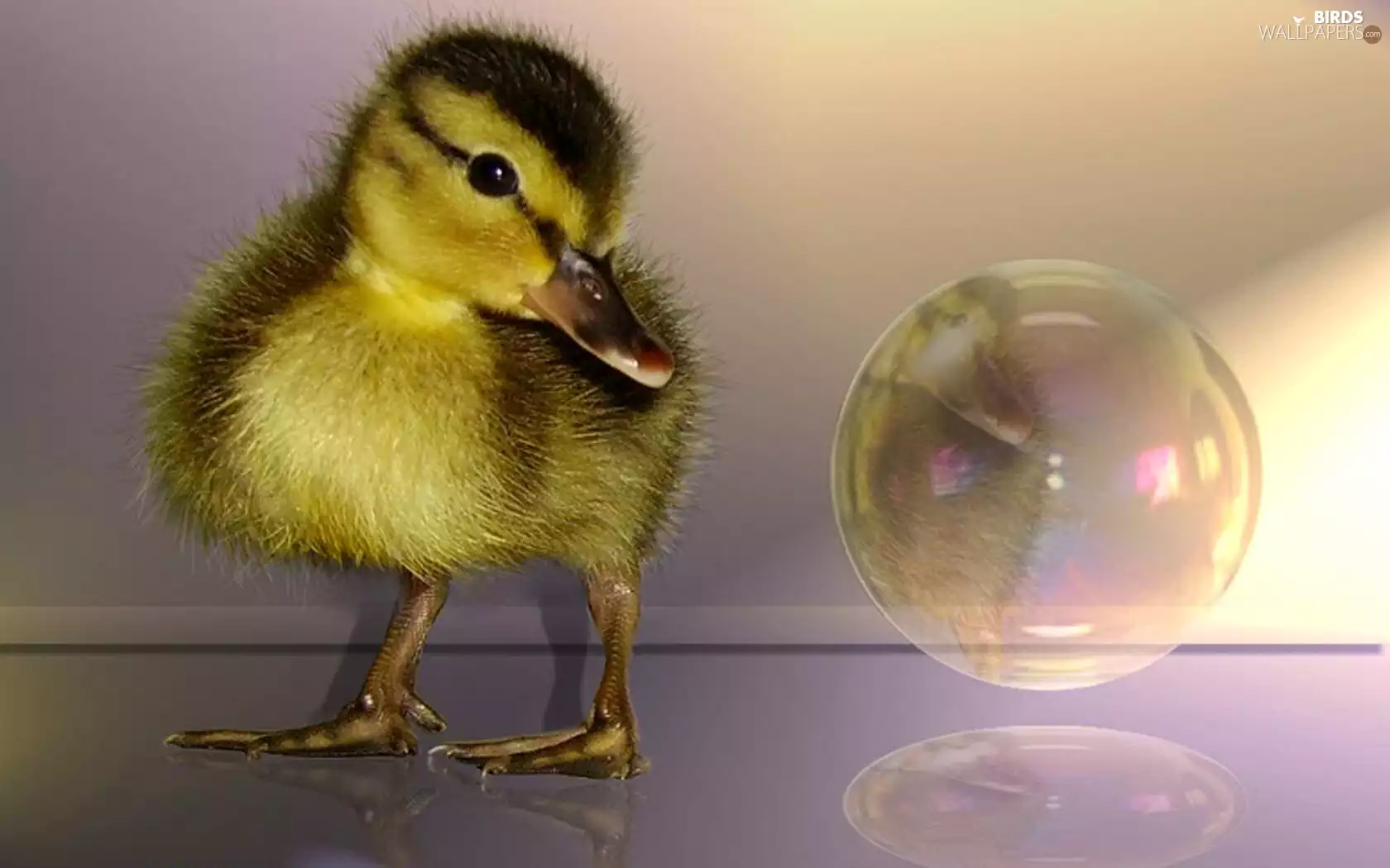 bubble, small, duck