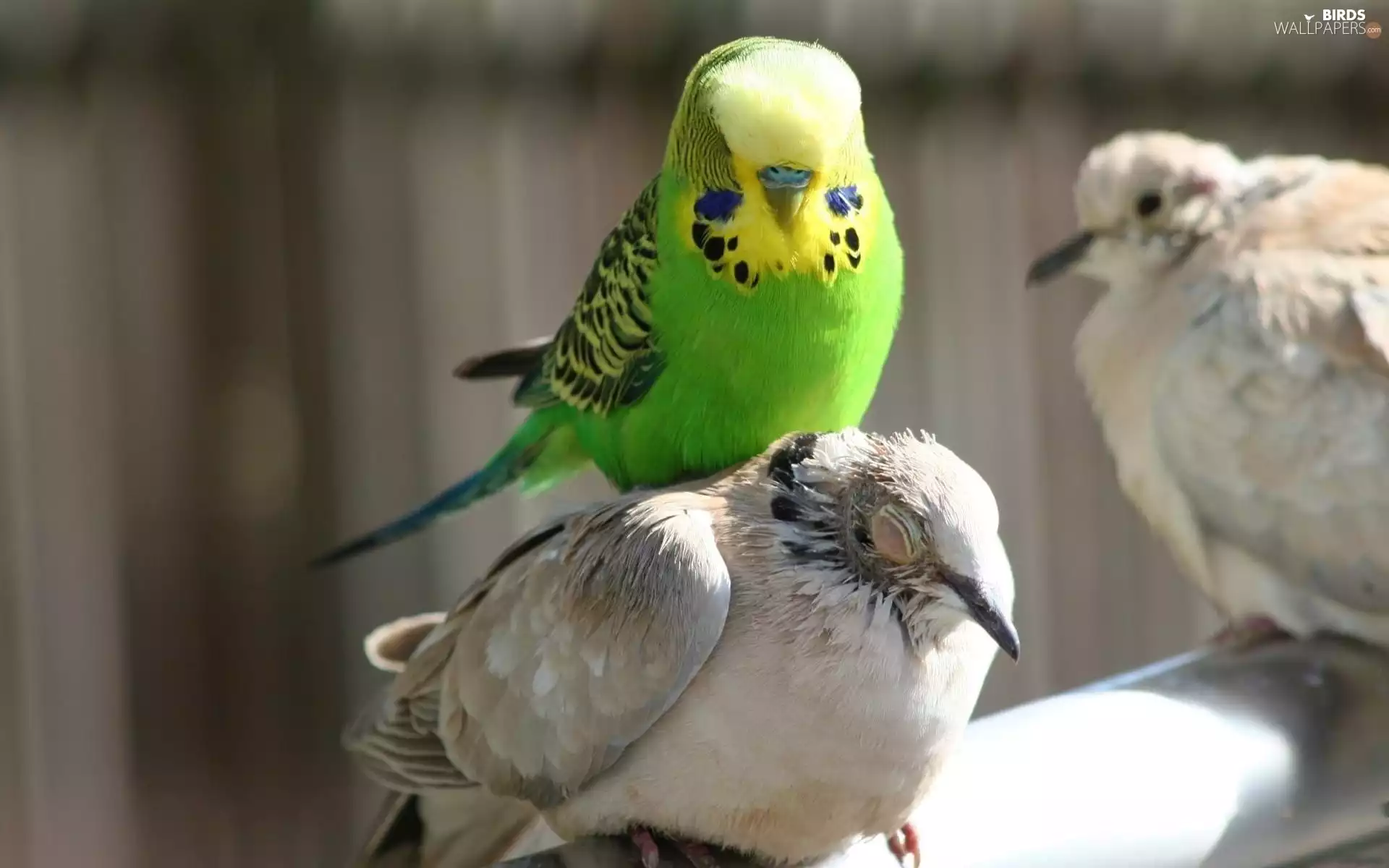Budgerigar, birds