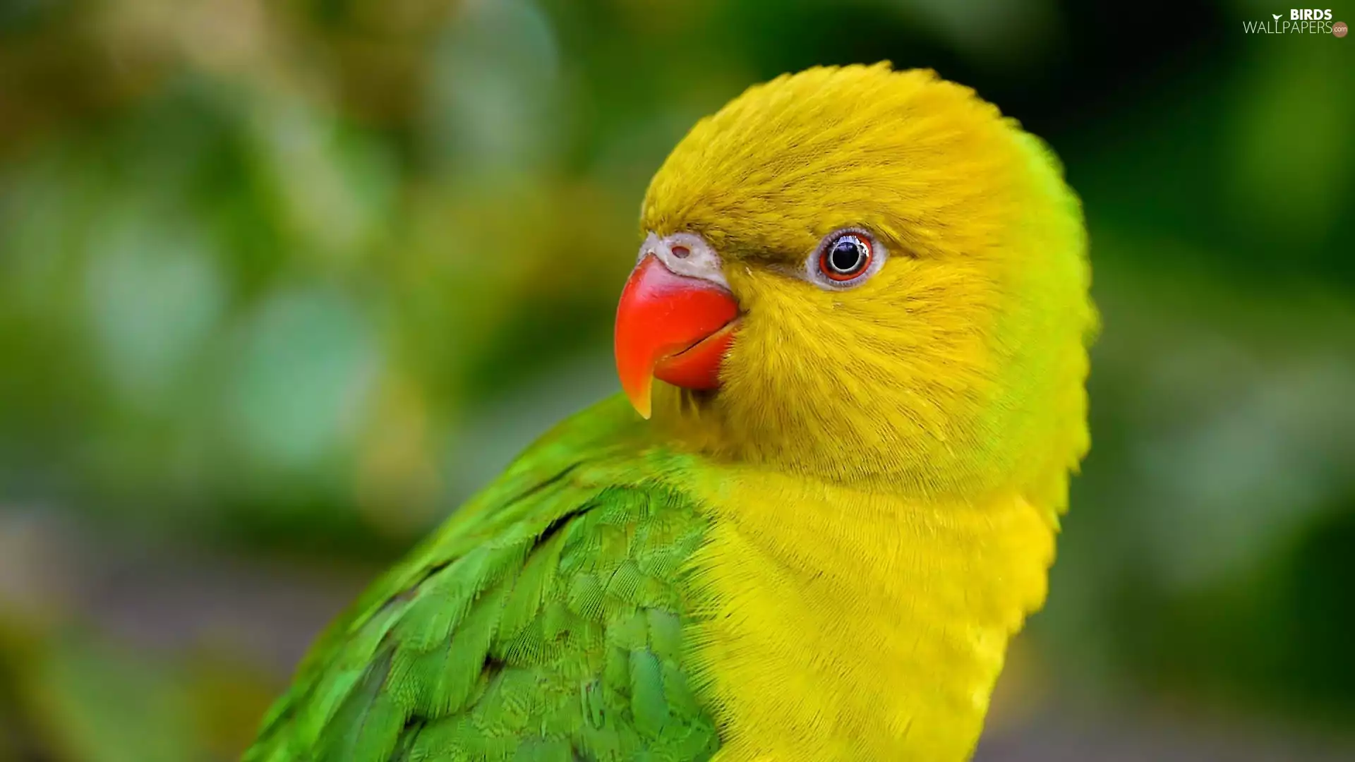 Budgerigar, Green, parrot