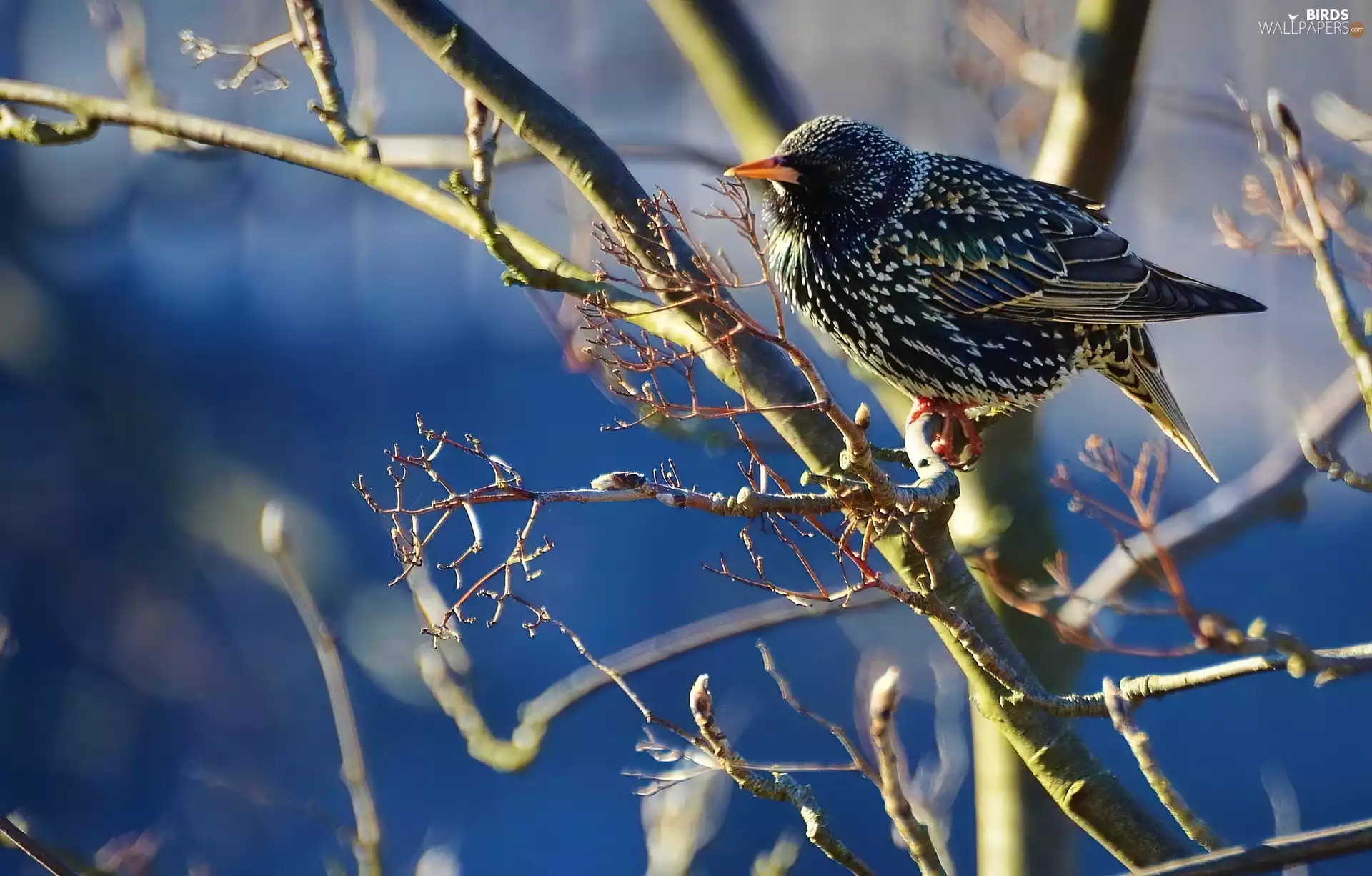 Buds, starling, Twigs