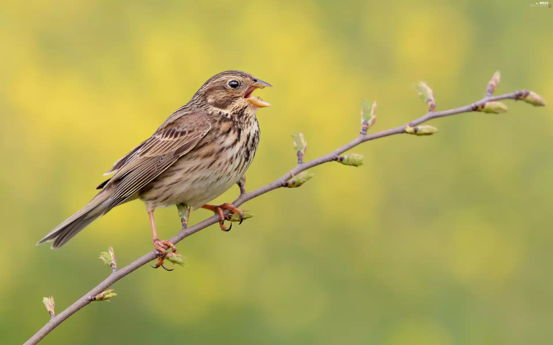 Bird, twig, rapprochement, bunting